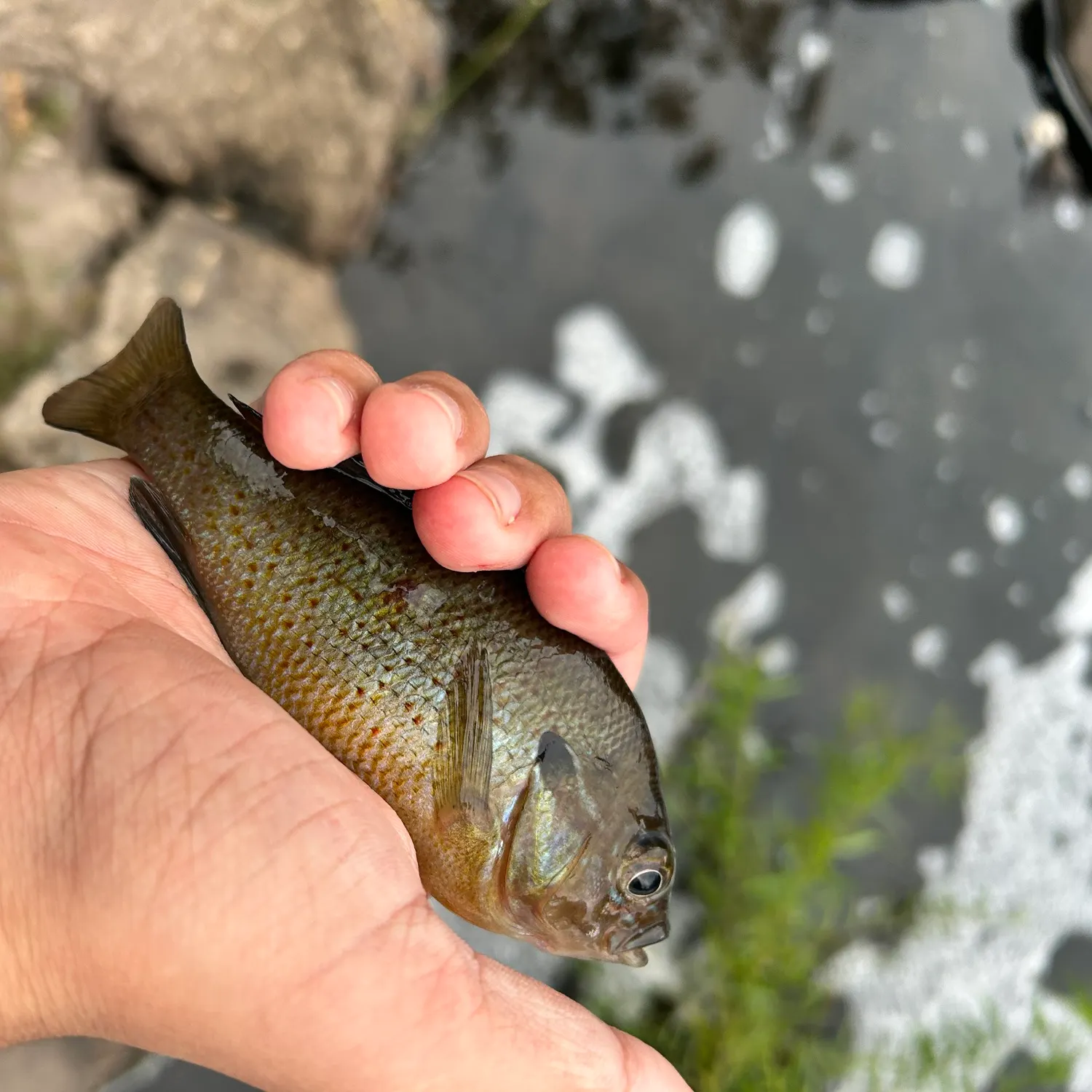 Fish caught on Fishbrain
