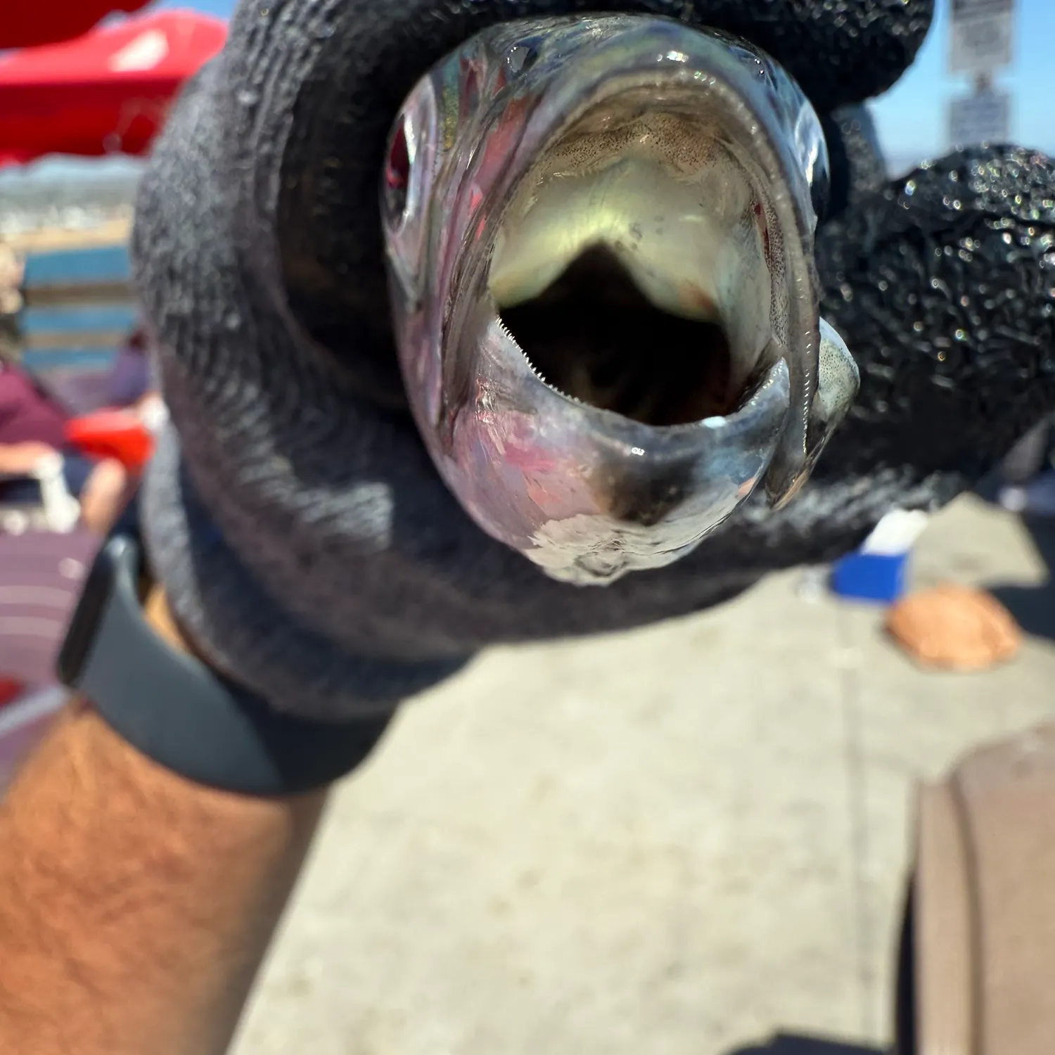 The most recent Blue mackerel catches on Fishbrain