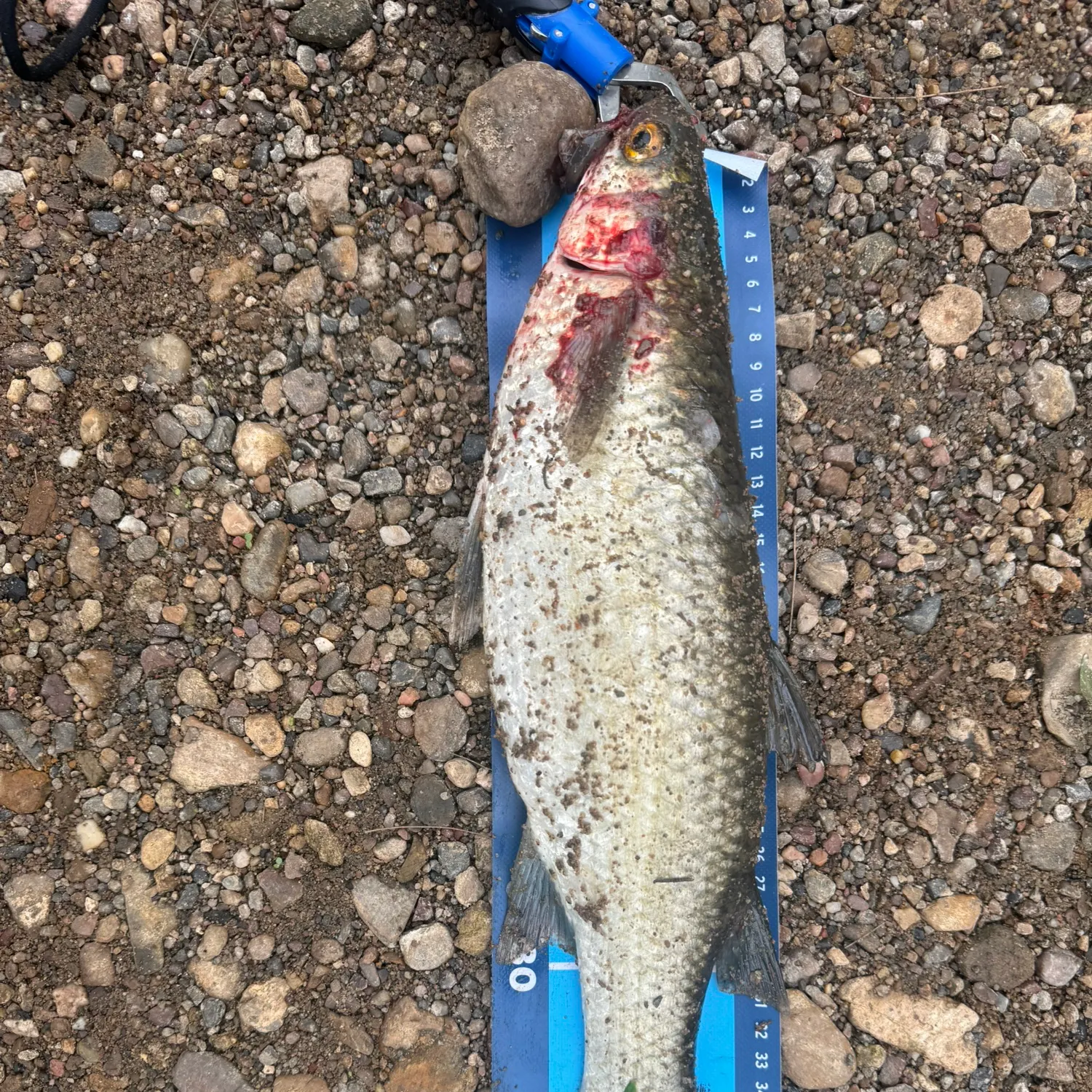 The most recent Largescale mullet catches on Fishbrain