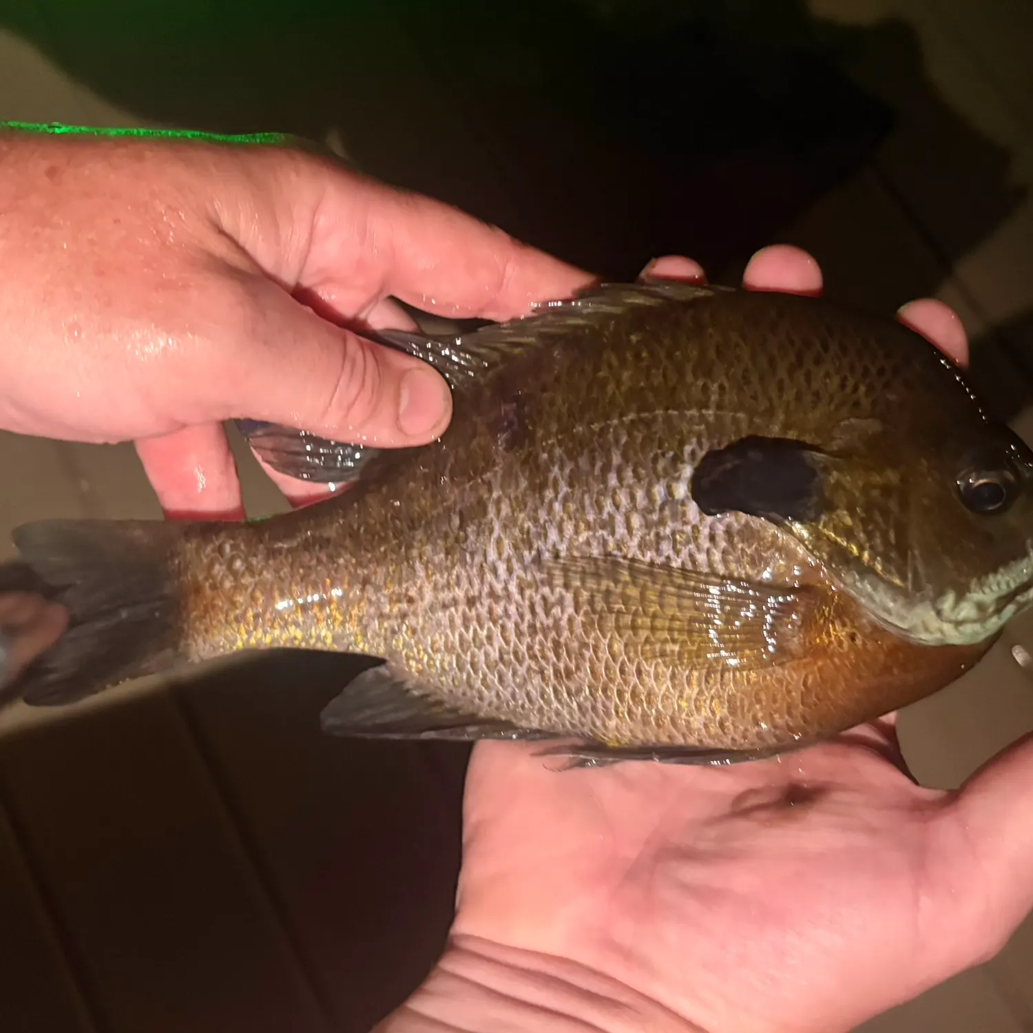Bluegill caught on Fishbrain