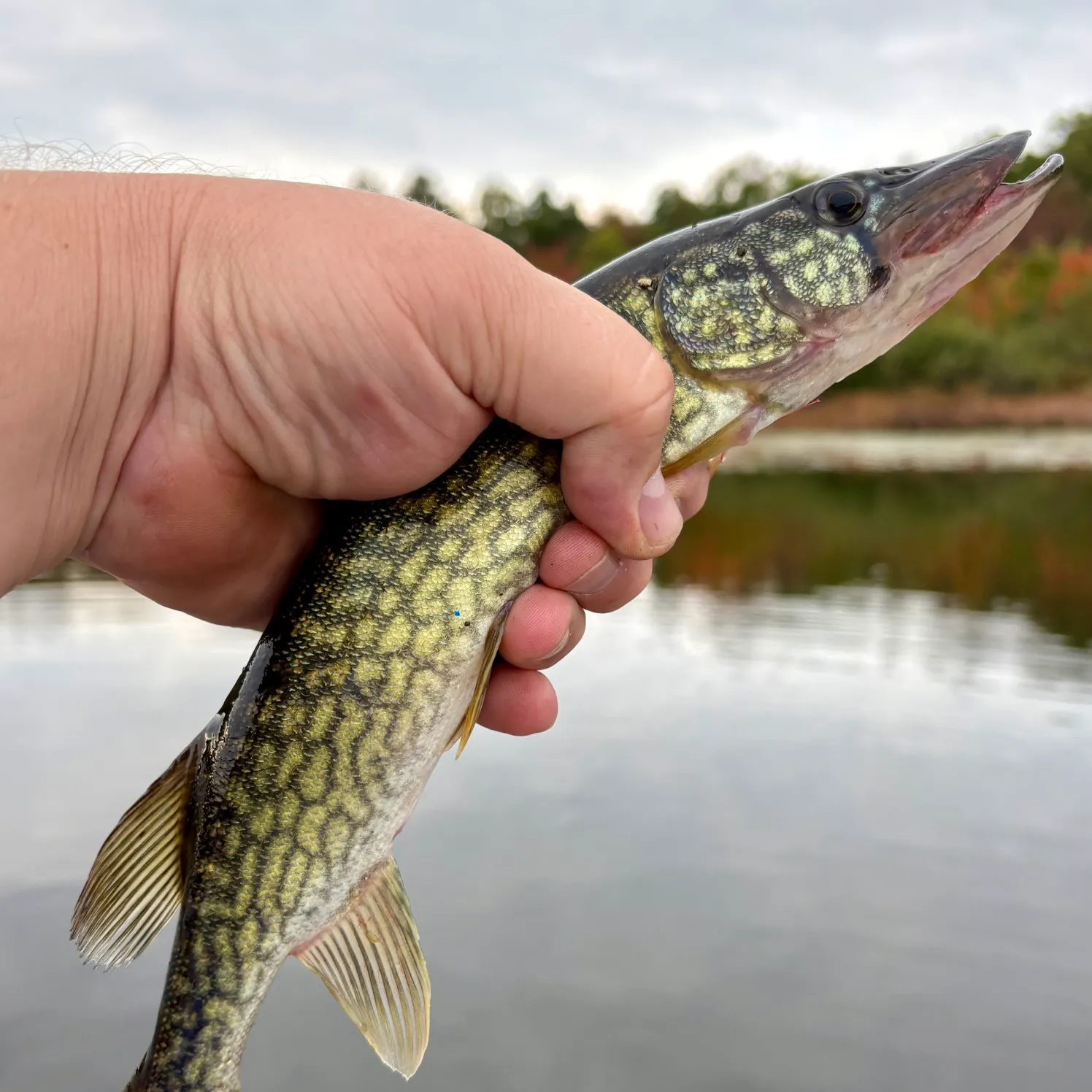 Chain pickerel caught on Fishbrain