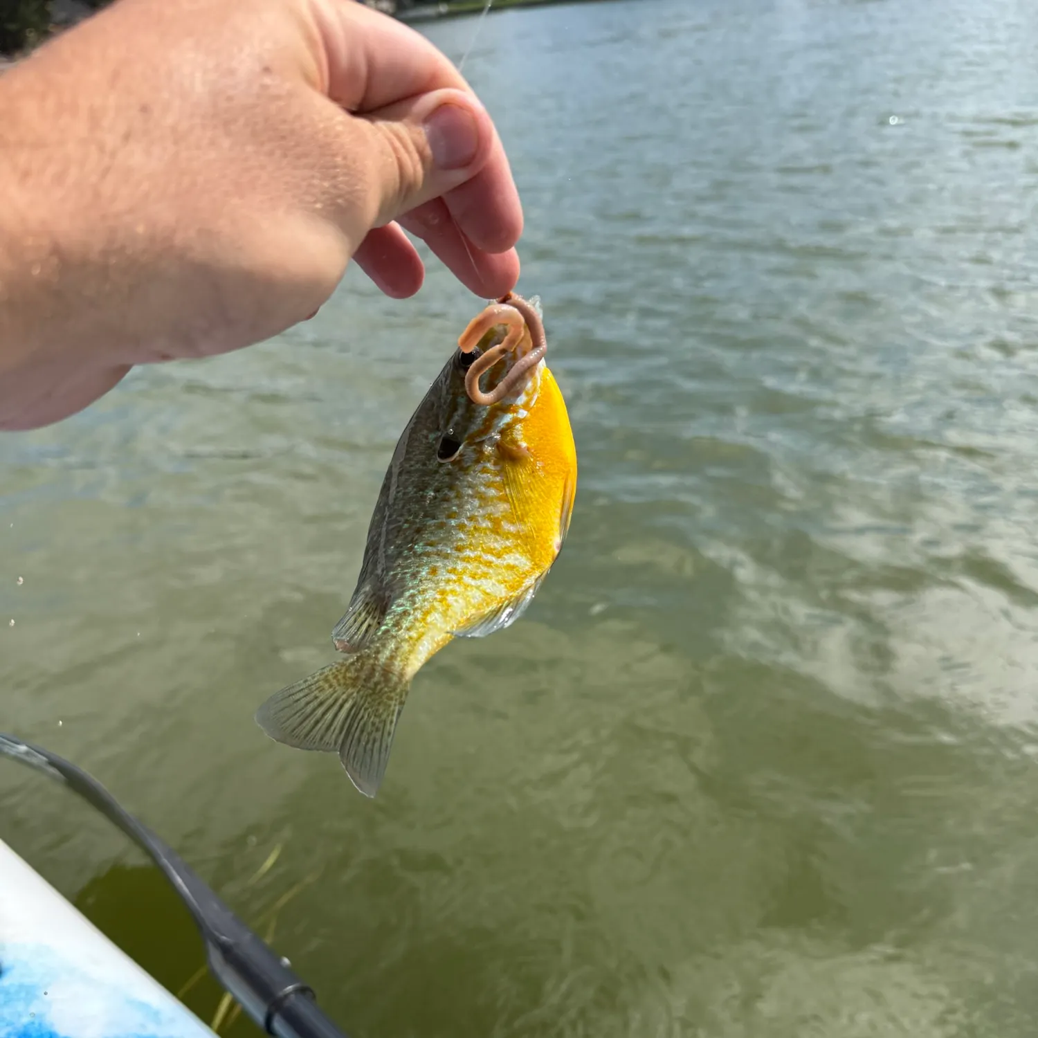 Bluegill caught on Fishbrain