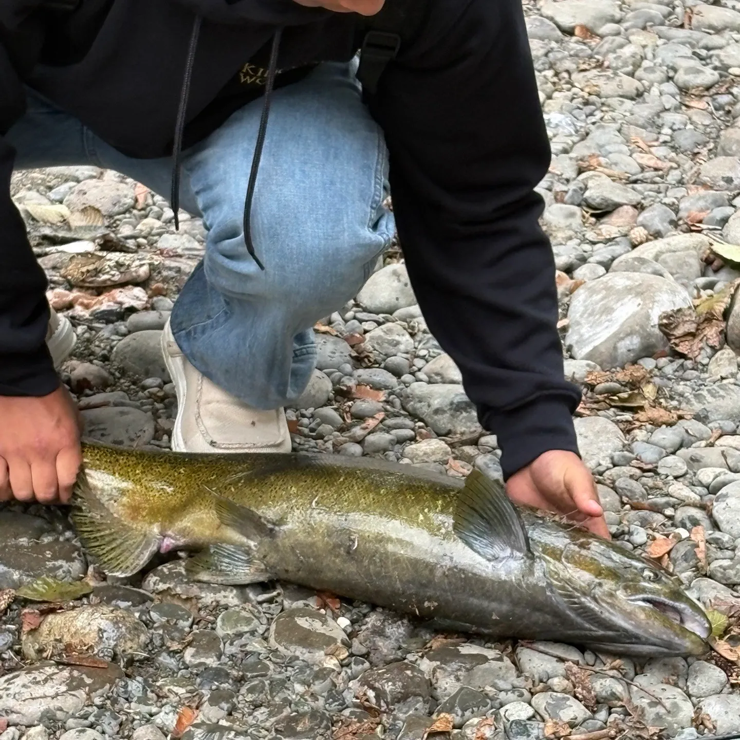 Chinook salmon caught on Fishbrain