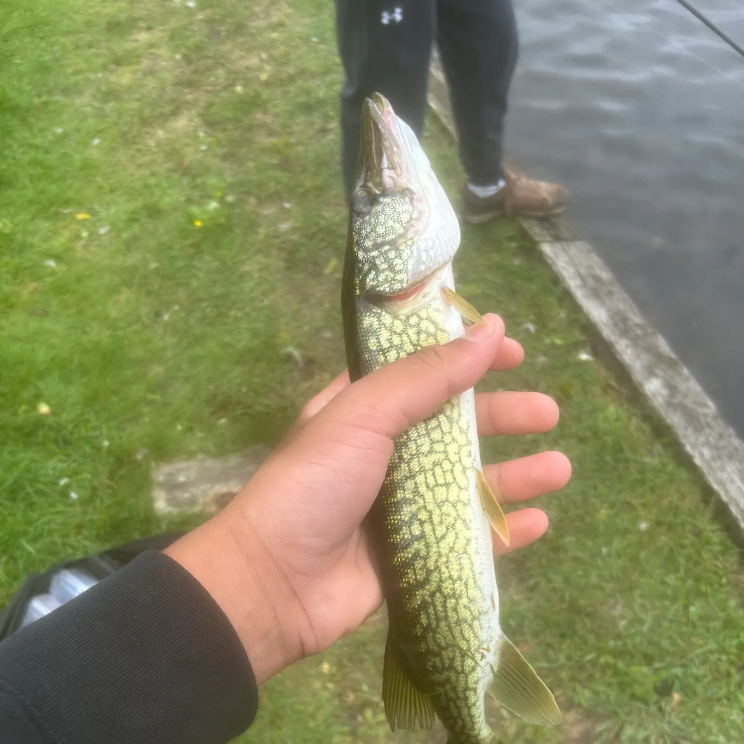 Chain pickerel caught on Fishbrain
