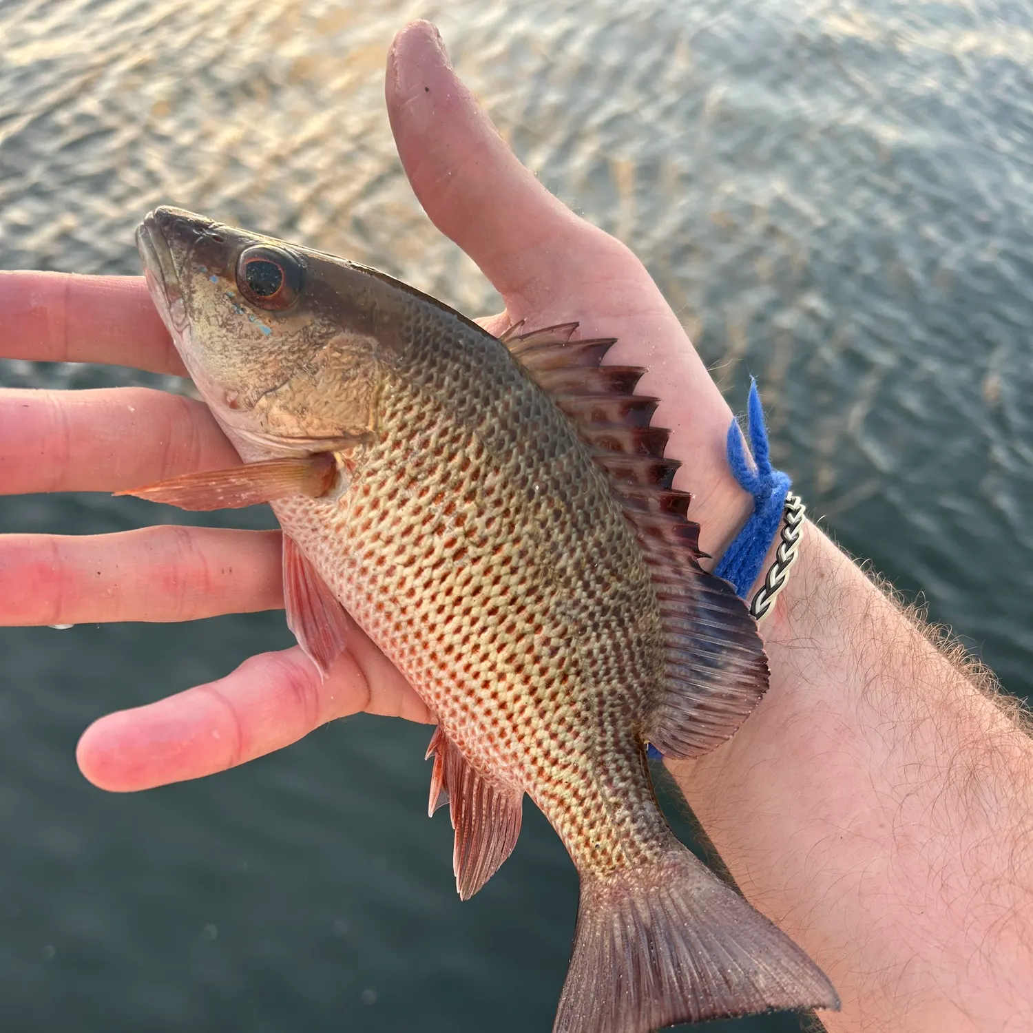 The most recent Mangrove snapper catches on Fishbrain