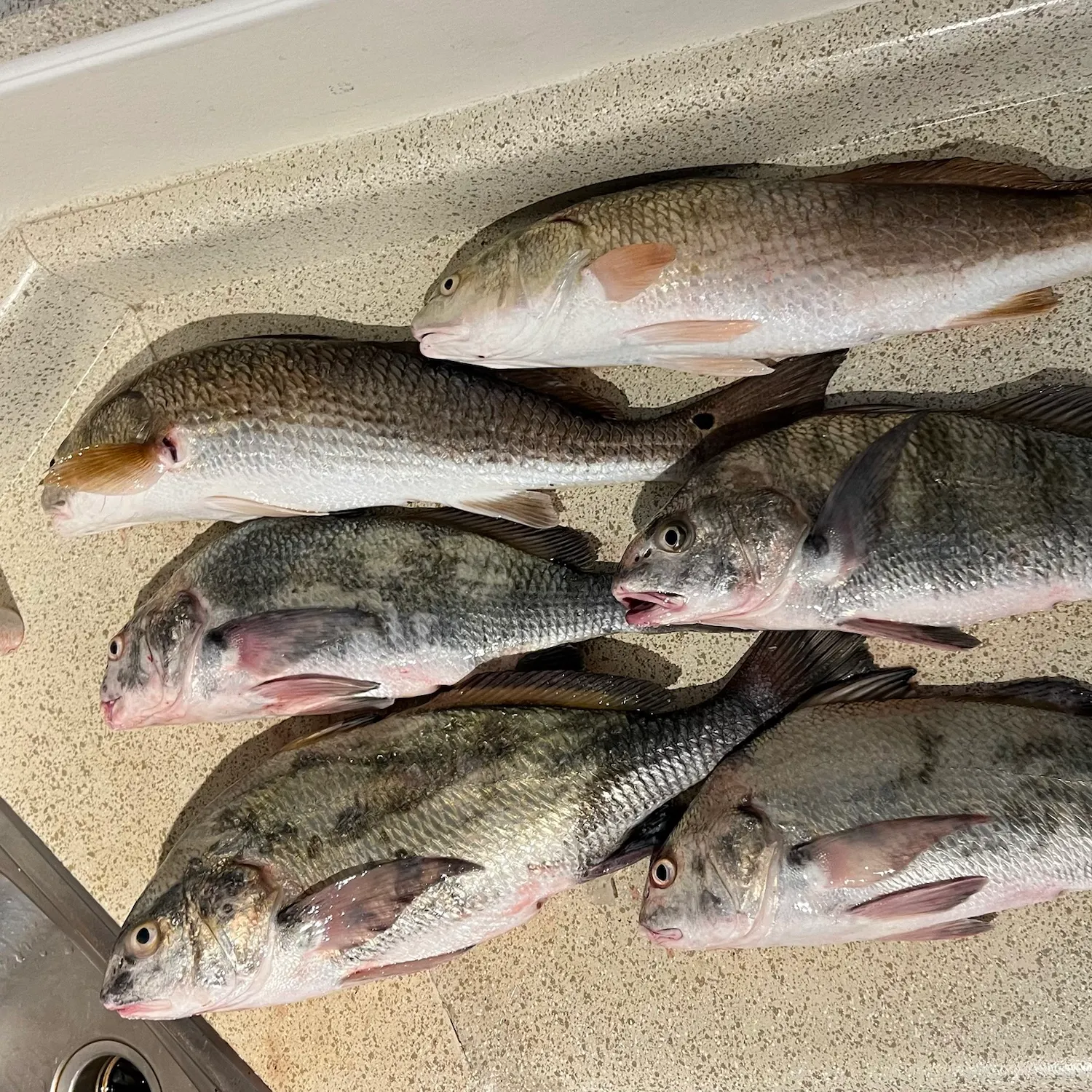 Red drum caught on Fishbrain
