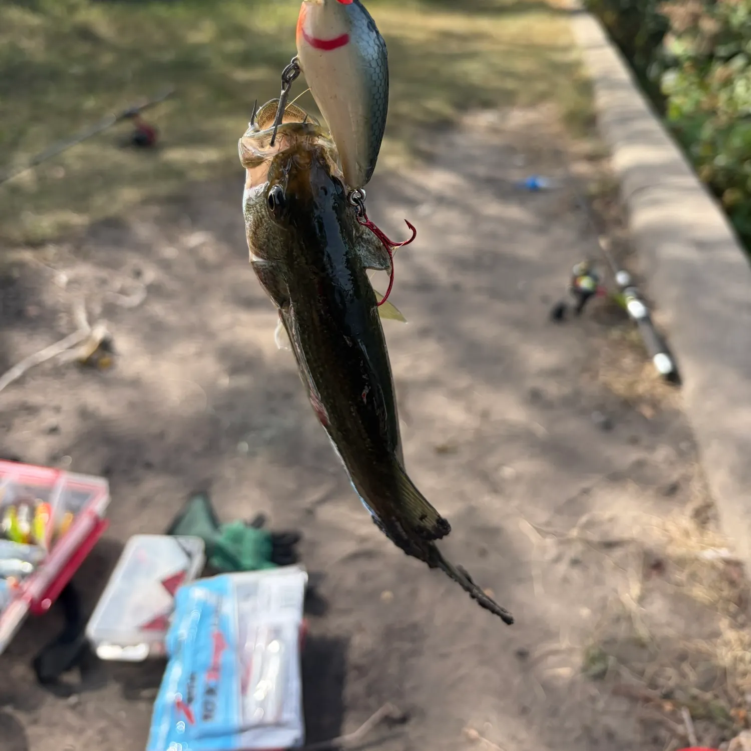 Largemouth bass caught on Fishbrain