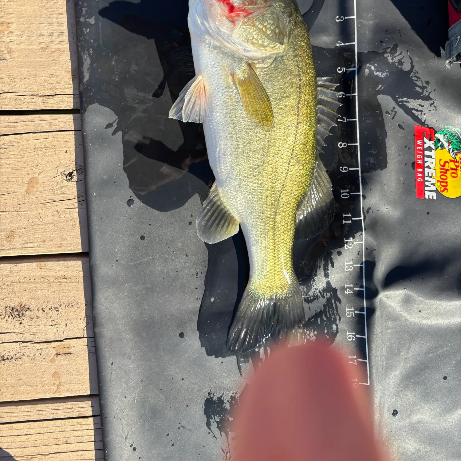 Largemouth bass caught on Fishbrain
