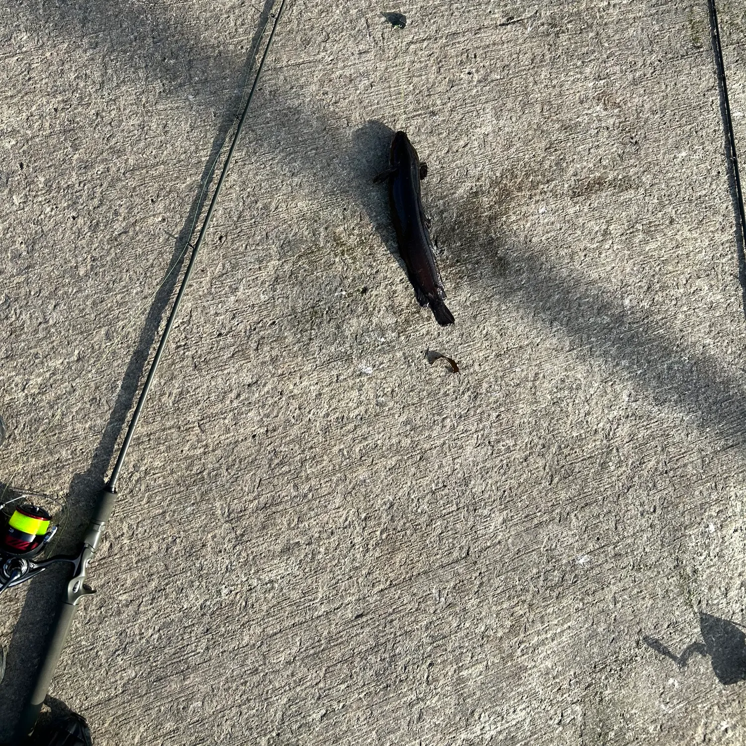 The most recent Fivebeard rockling catches on Fishbrain
