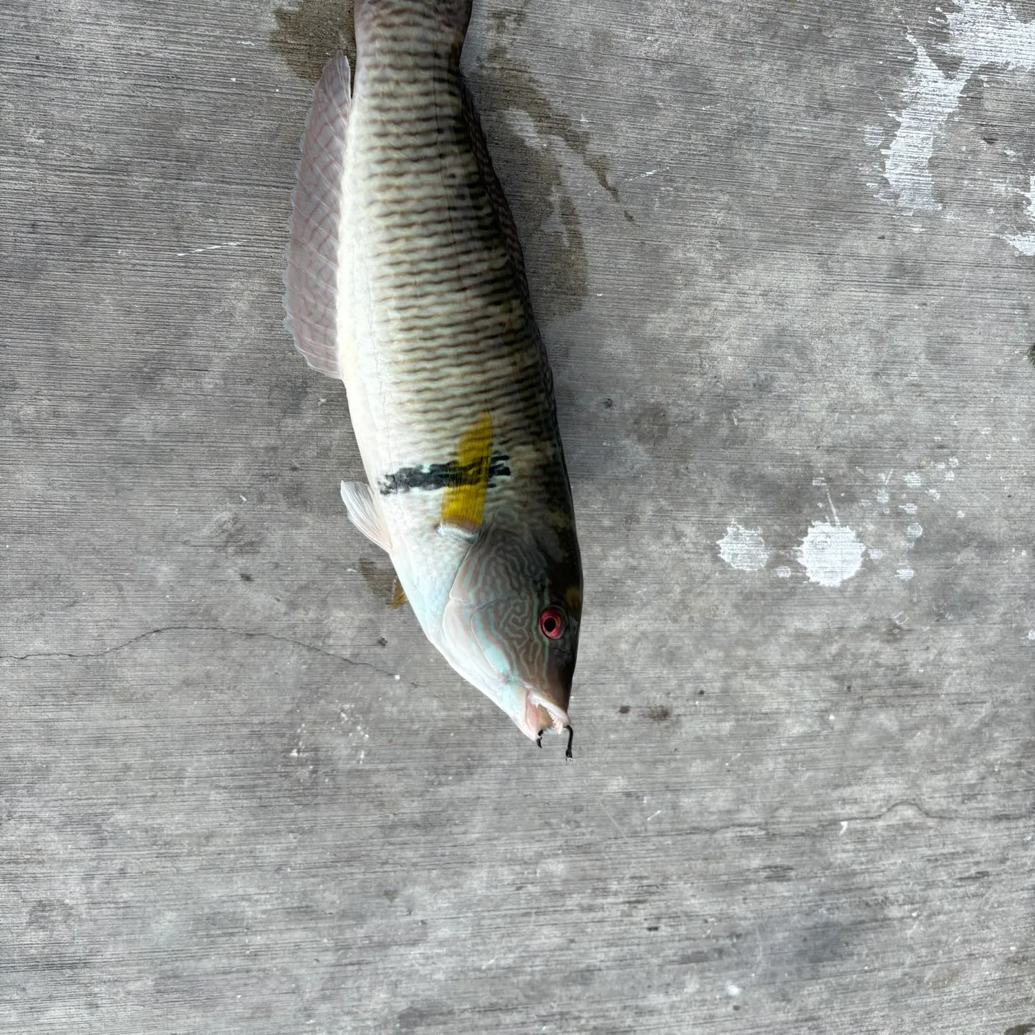 The most recent Rock wrasse catches on Fishbrain