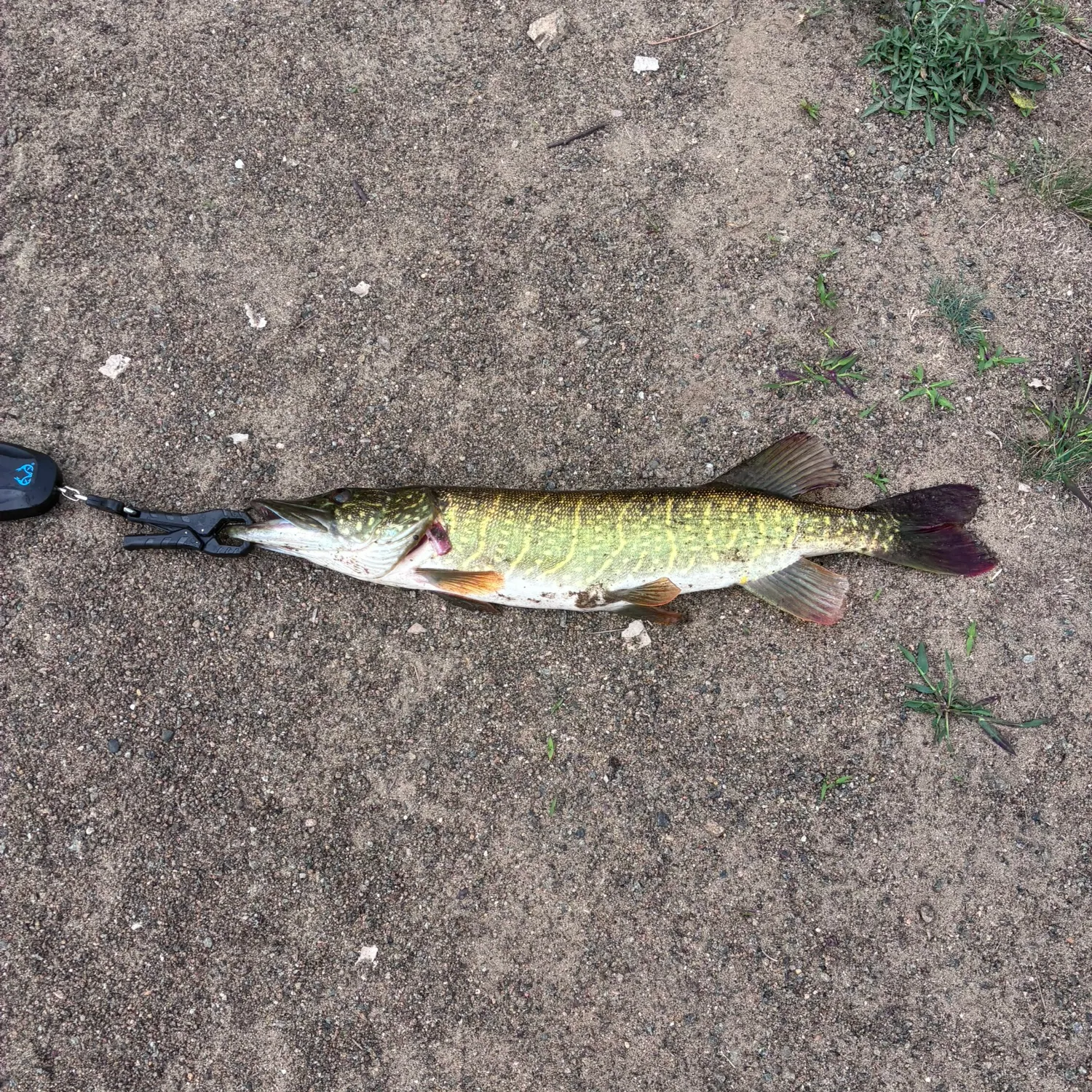 Chain pickerel caught on Fishbrain