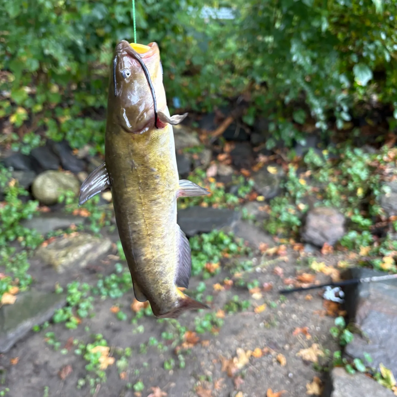 Yellow bullhead caught on Fishbrain