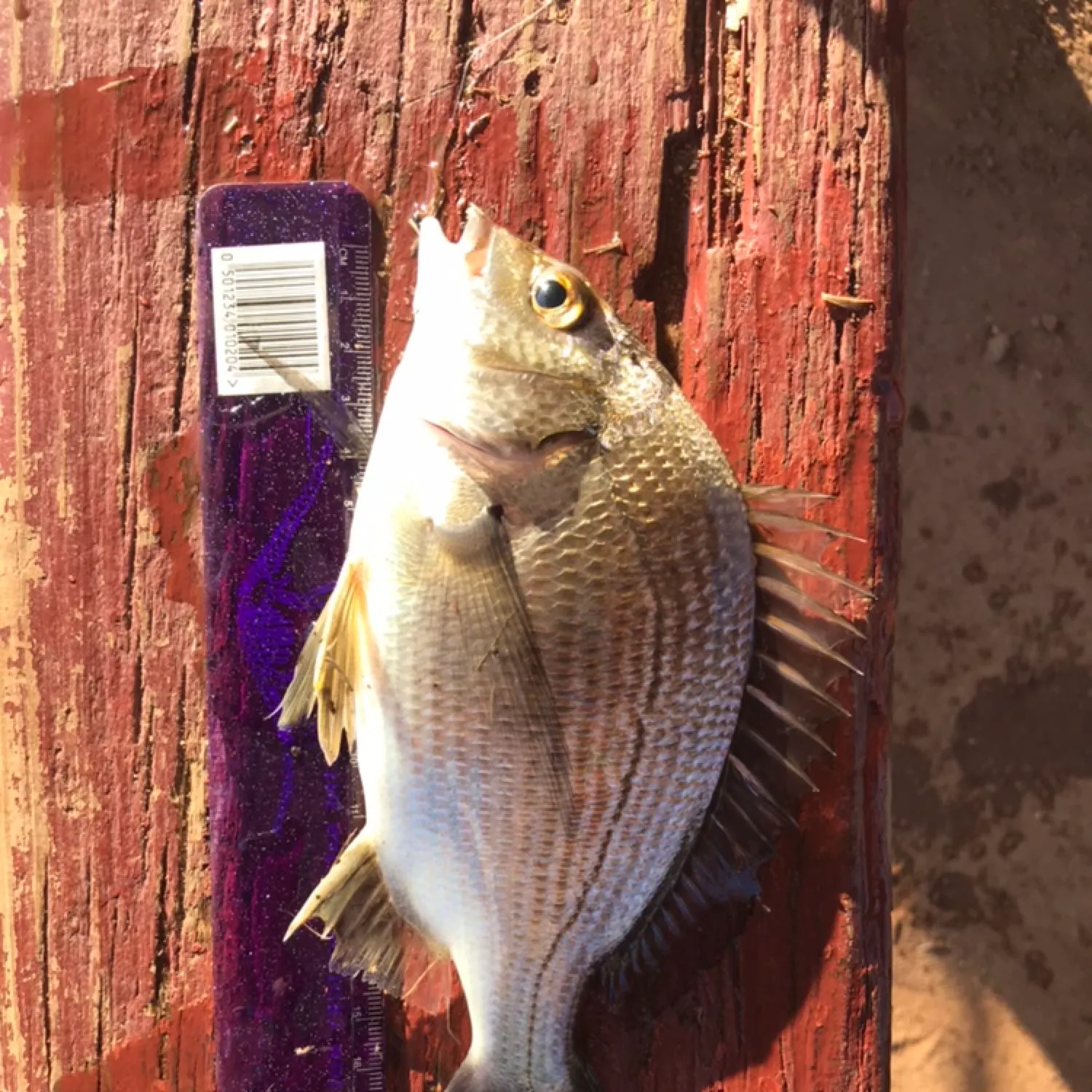 Southern black bream caught on Fishbrain