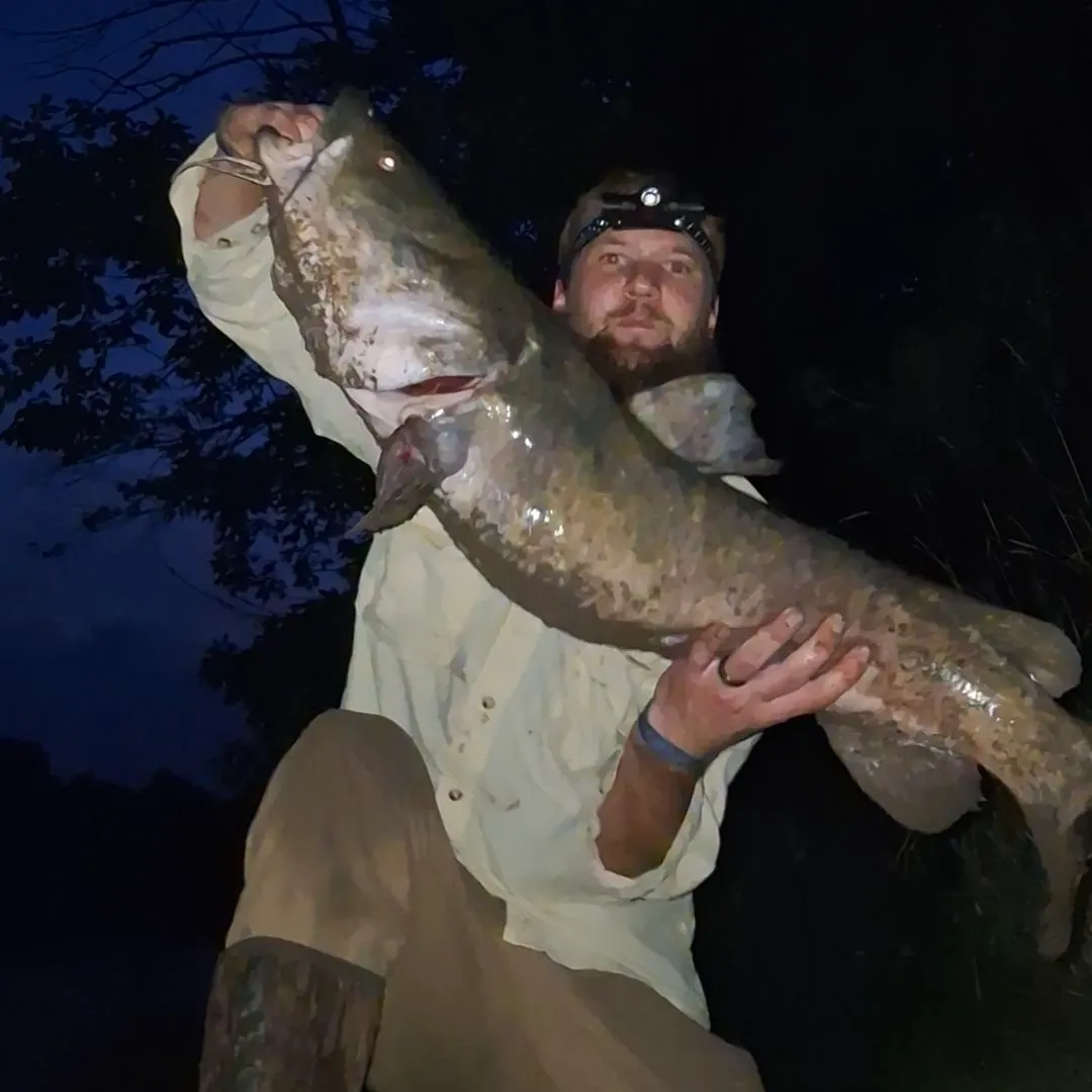 Flathead catfish caught on Fishbrain