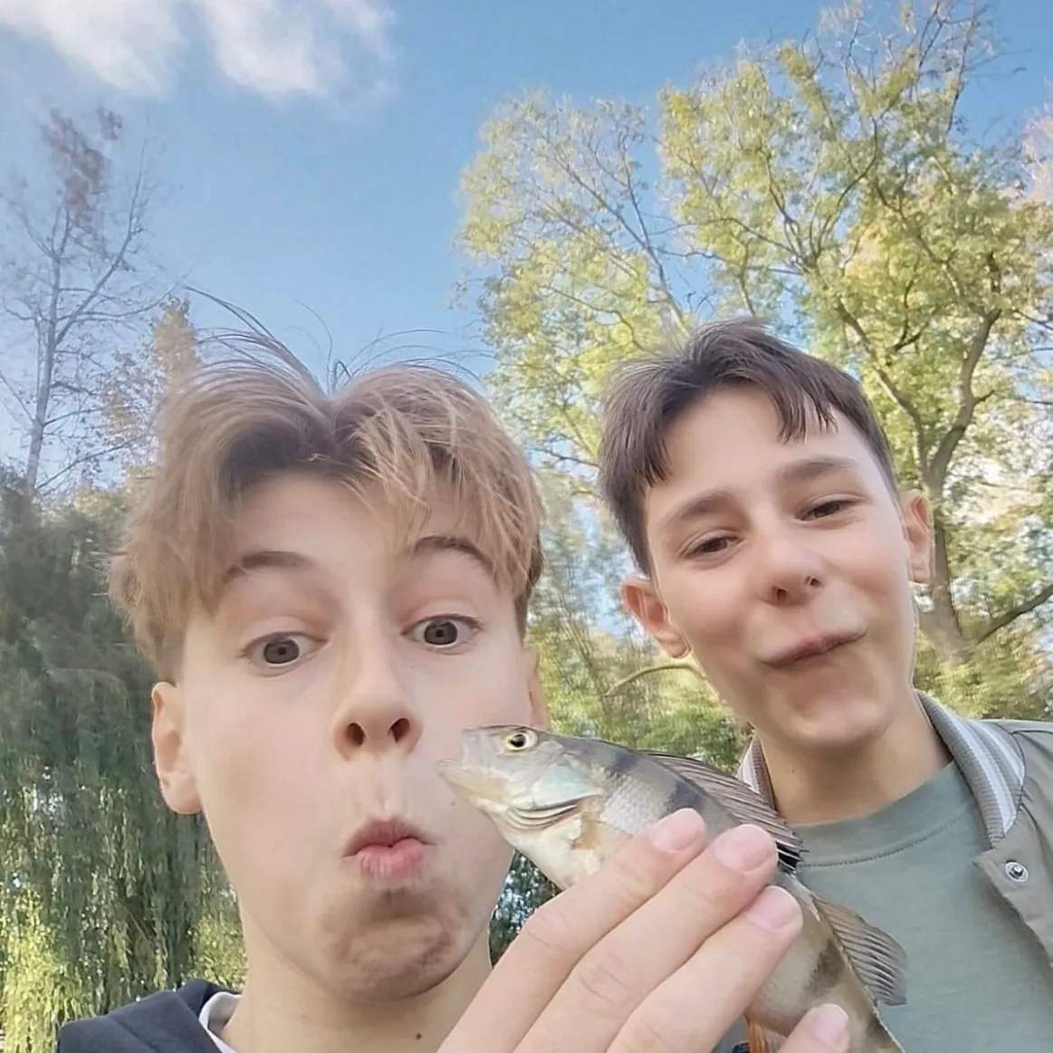 European perch caught on Fishbrain