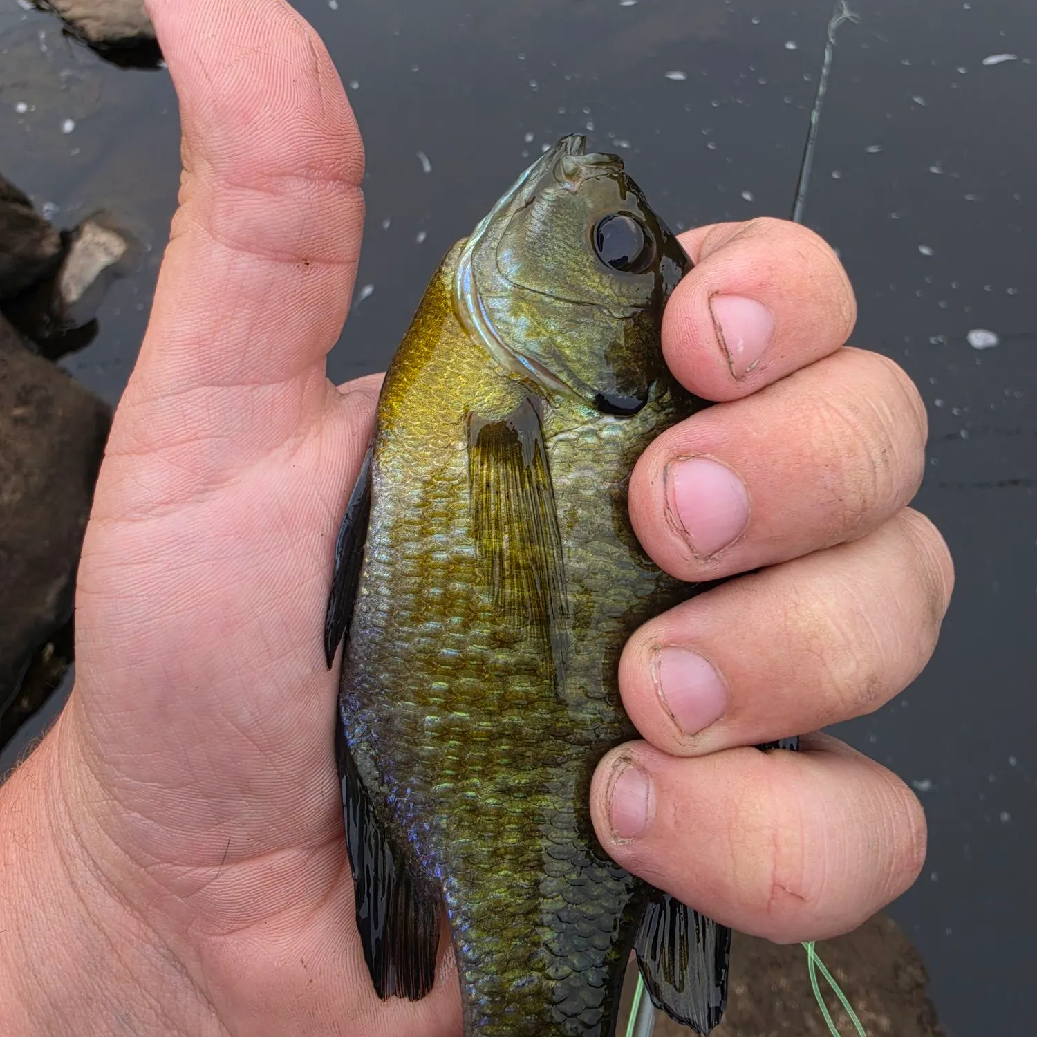Bluegill caught on Fishbrain