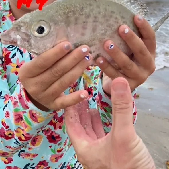 The most recent Yellowfin mojarra catches on Fishbrain