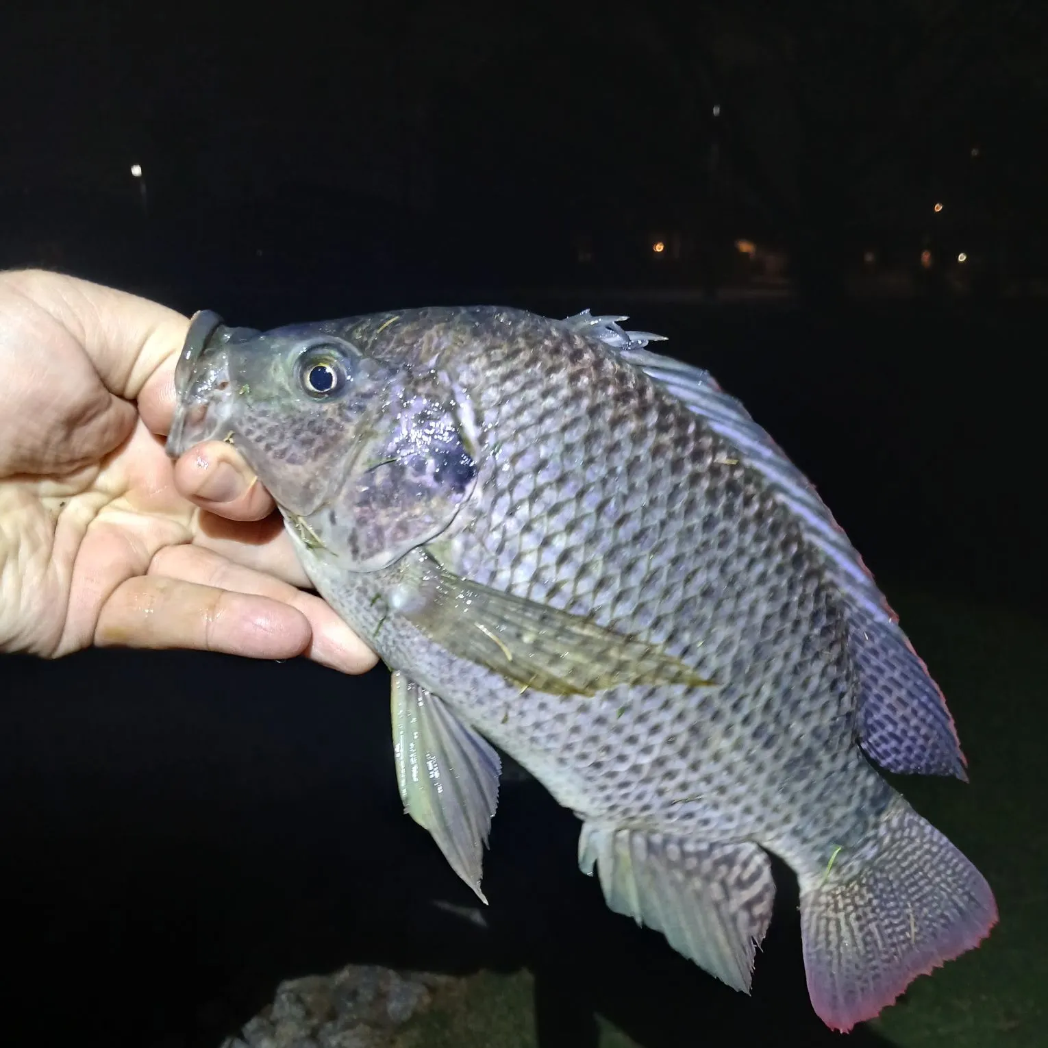 Blue tilapia caught on Fishbrain