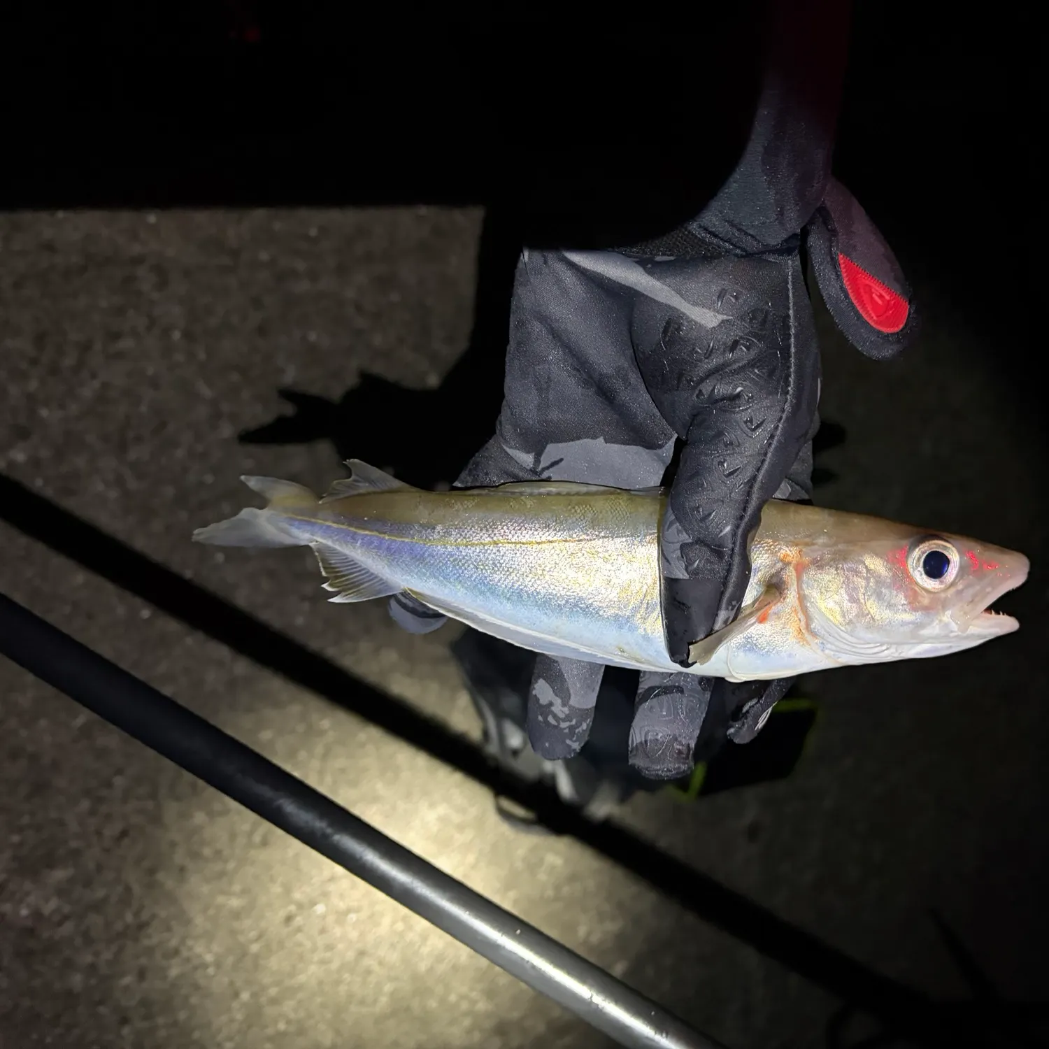 The most recent Whiting catches on Fishbrain