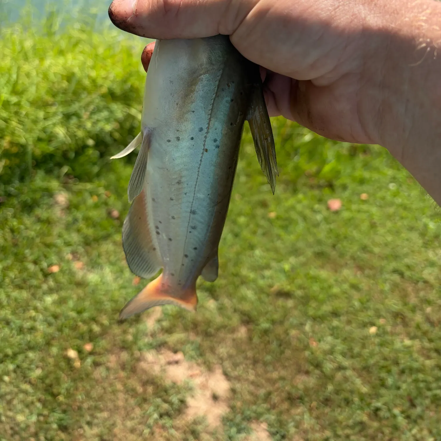 Channel catfish caught on Fishbrain
