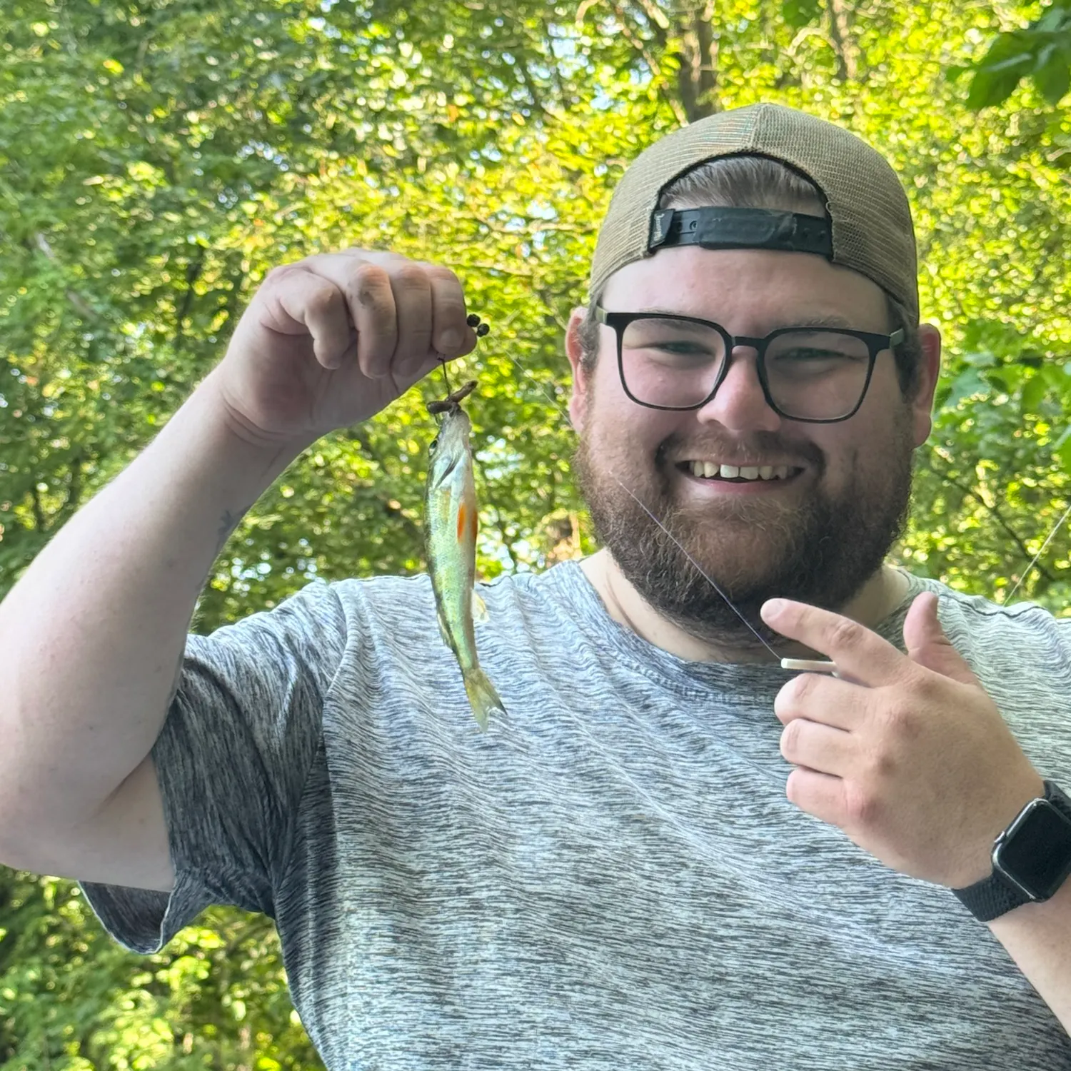 Yellow perch caught on Fishbrain