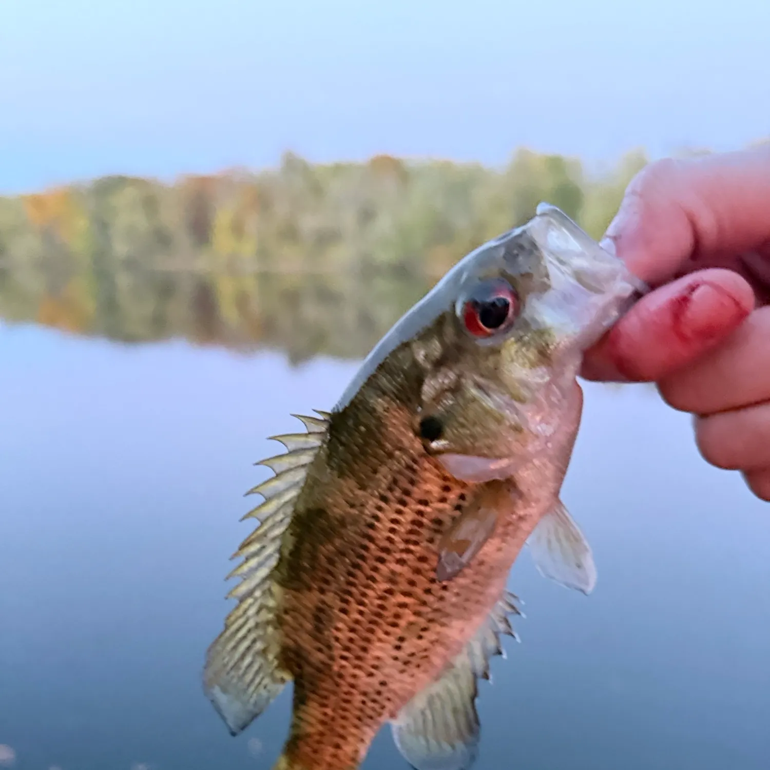 Rock bass caught on Fishbrain
