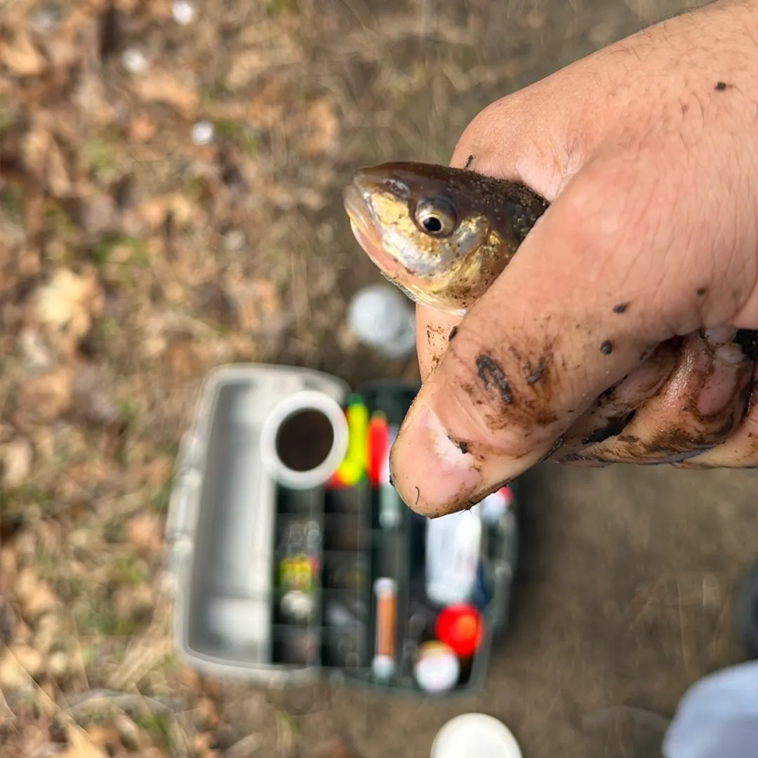 The most recent Common logperch catches on Fishbrain