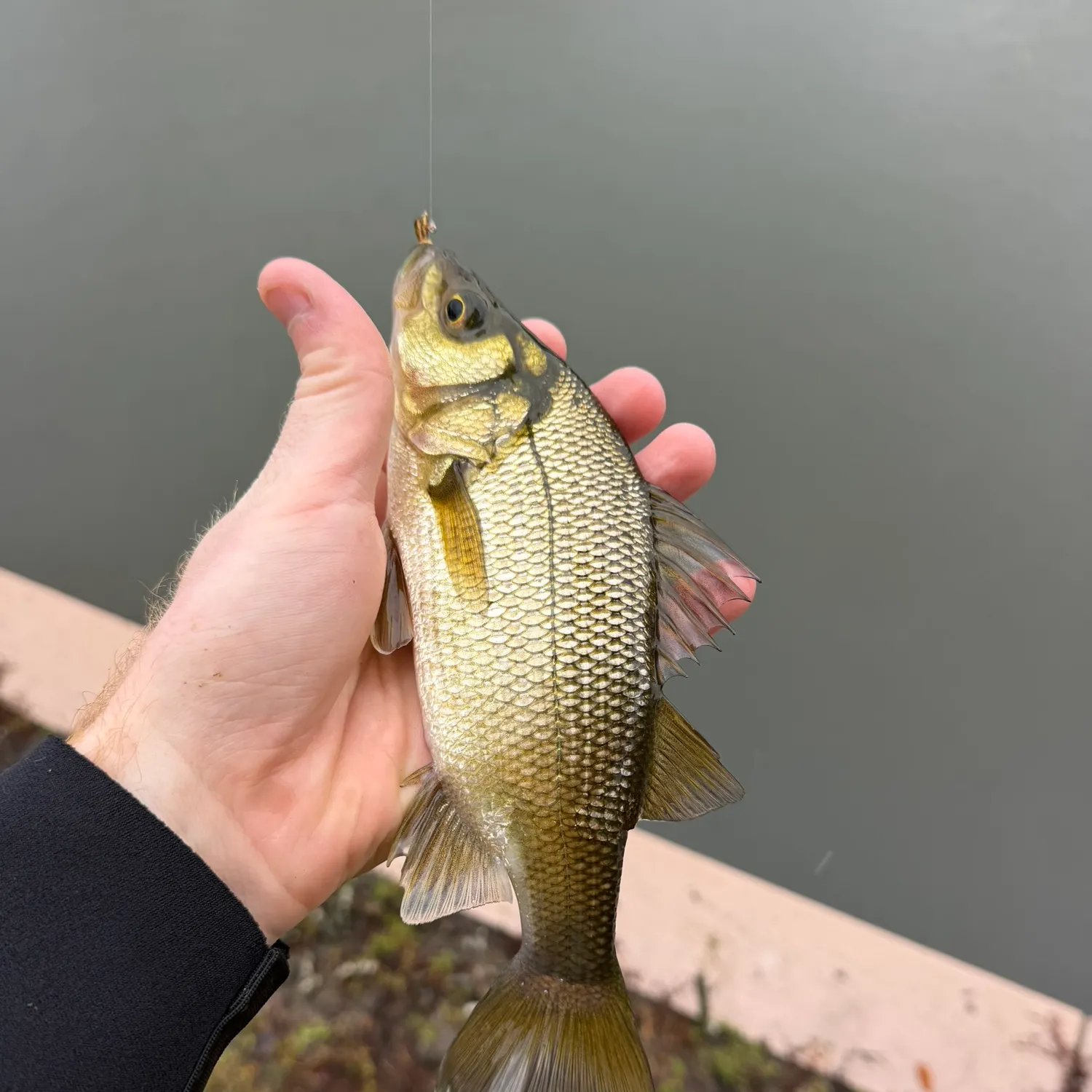 White perch caught on Fishbrain