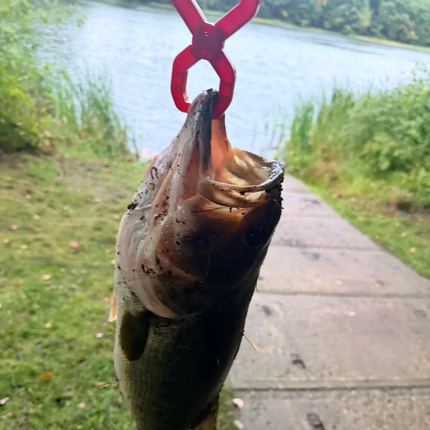 Largemouth bass caught on Fishbrain