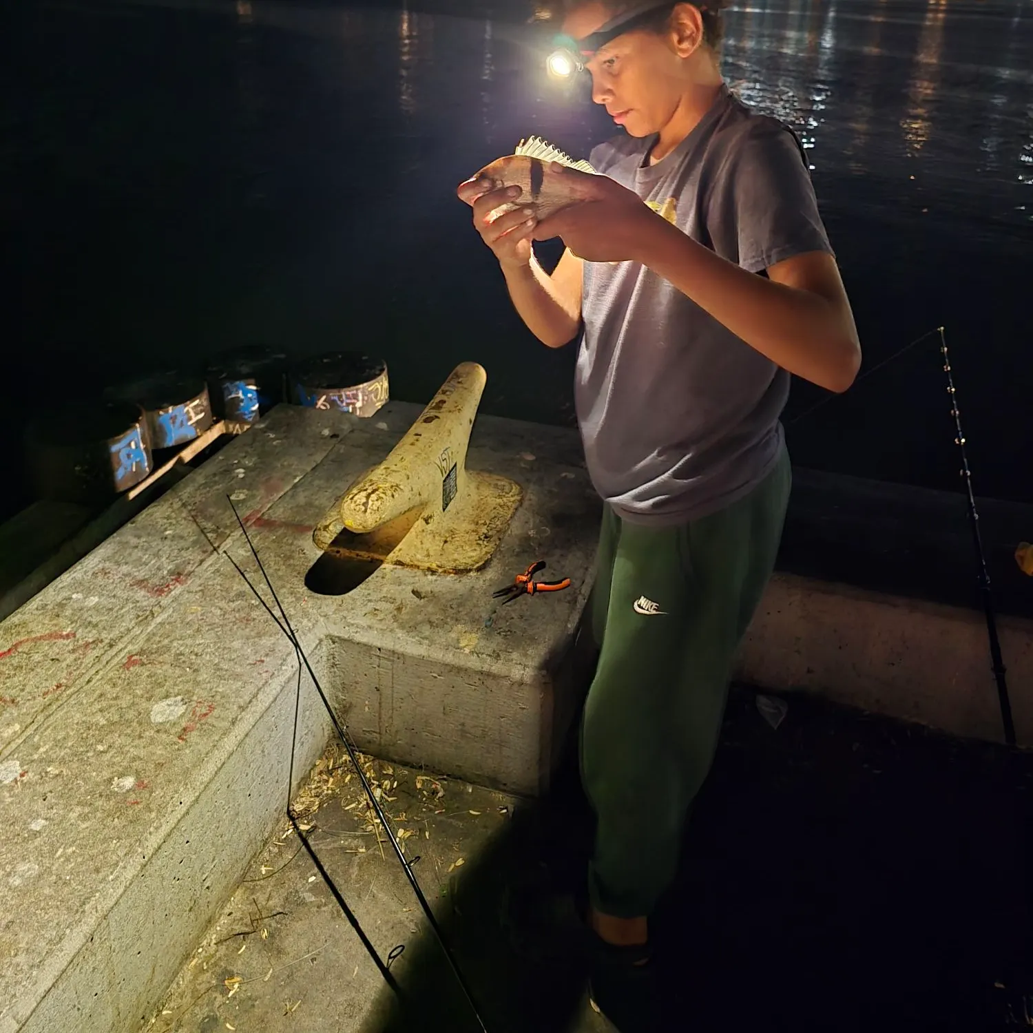 Sargo caught on Fishbrain