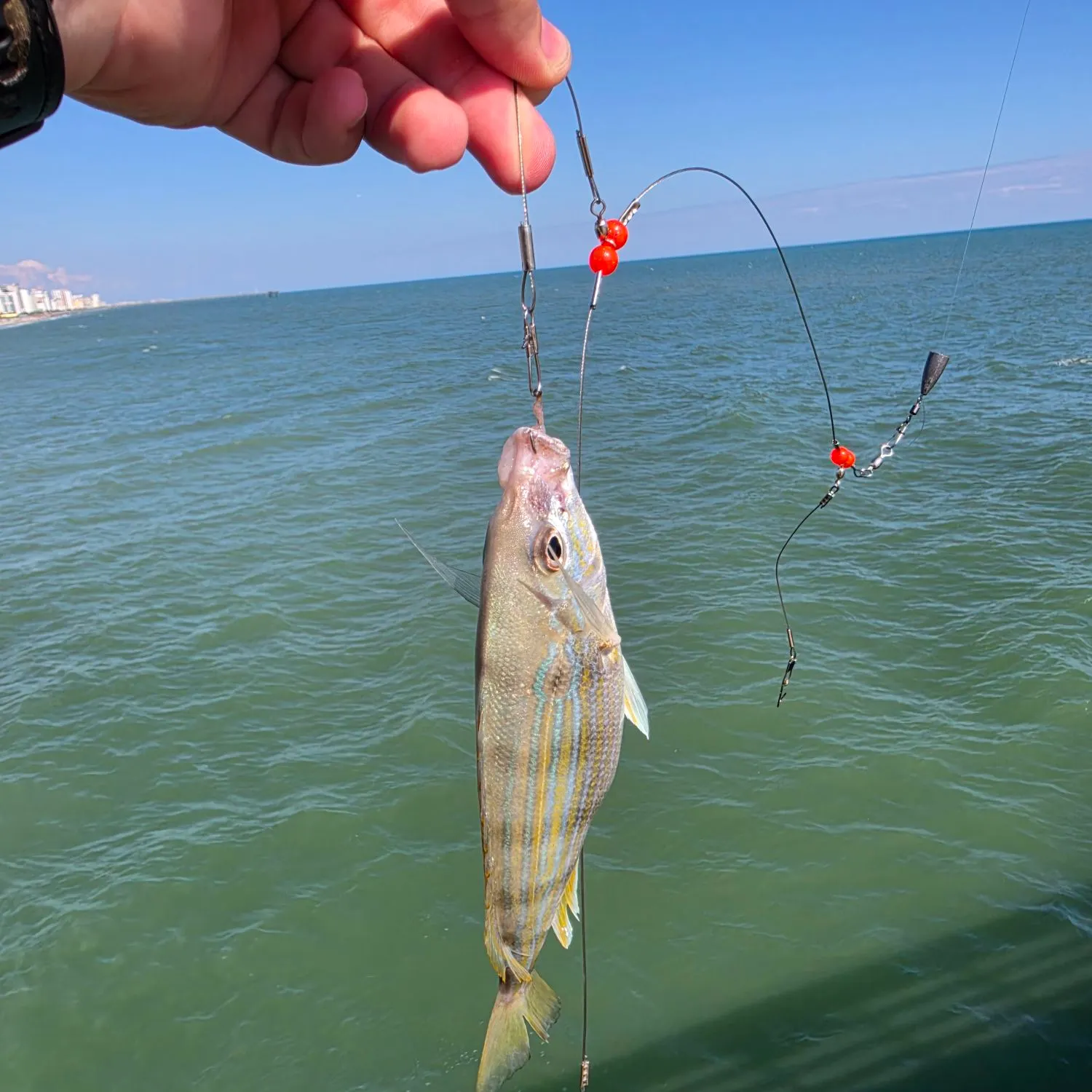 West Atlantic bonefish caught on Fishbrain