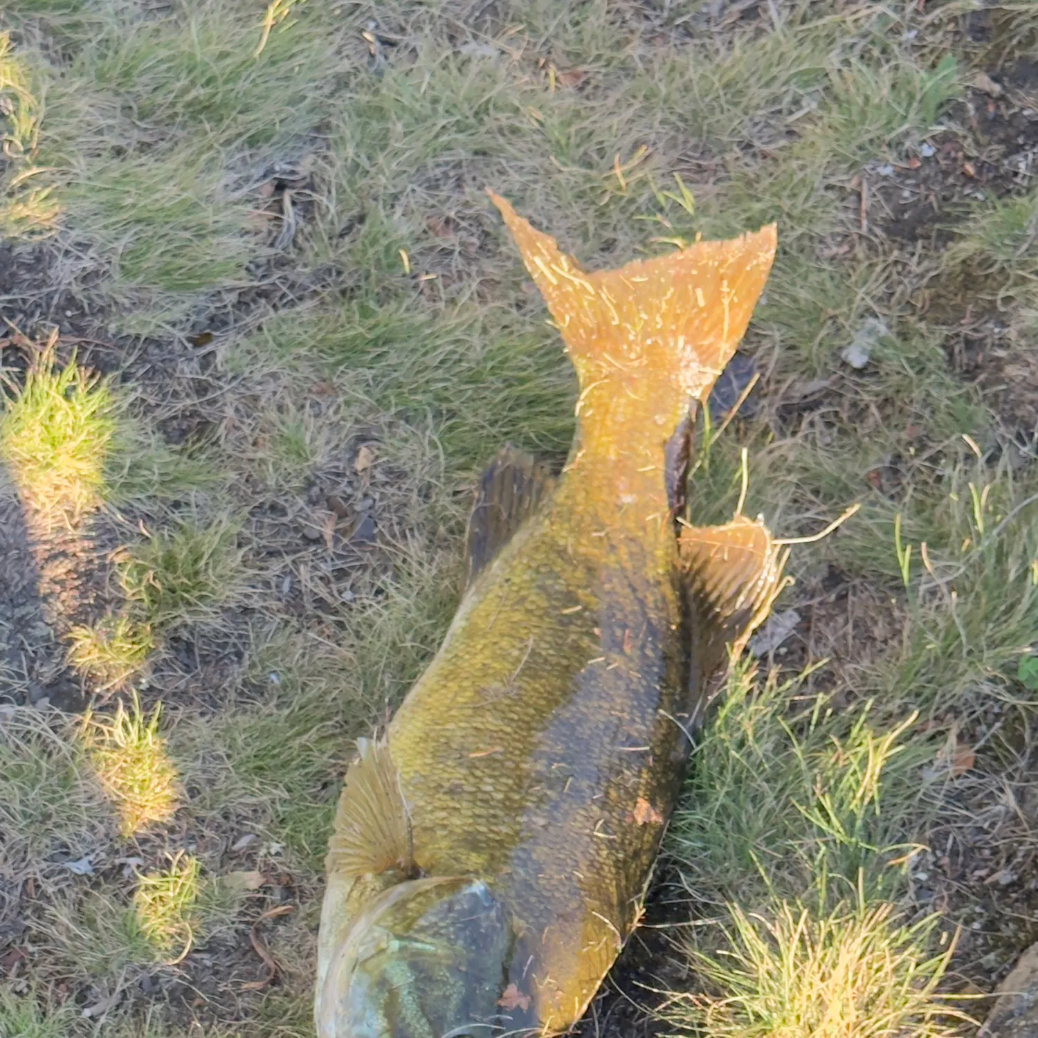 Smallmouth bass caught on Fishbrain