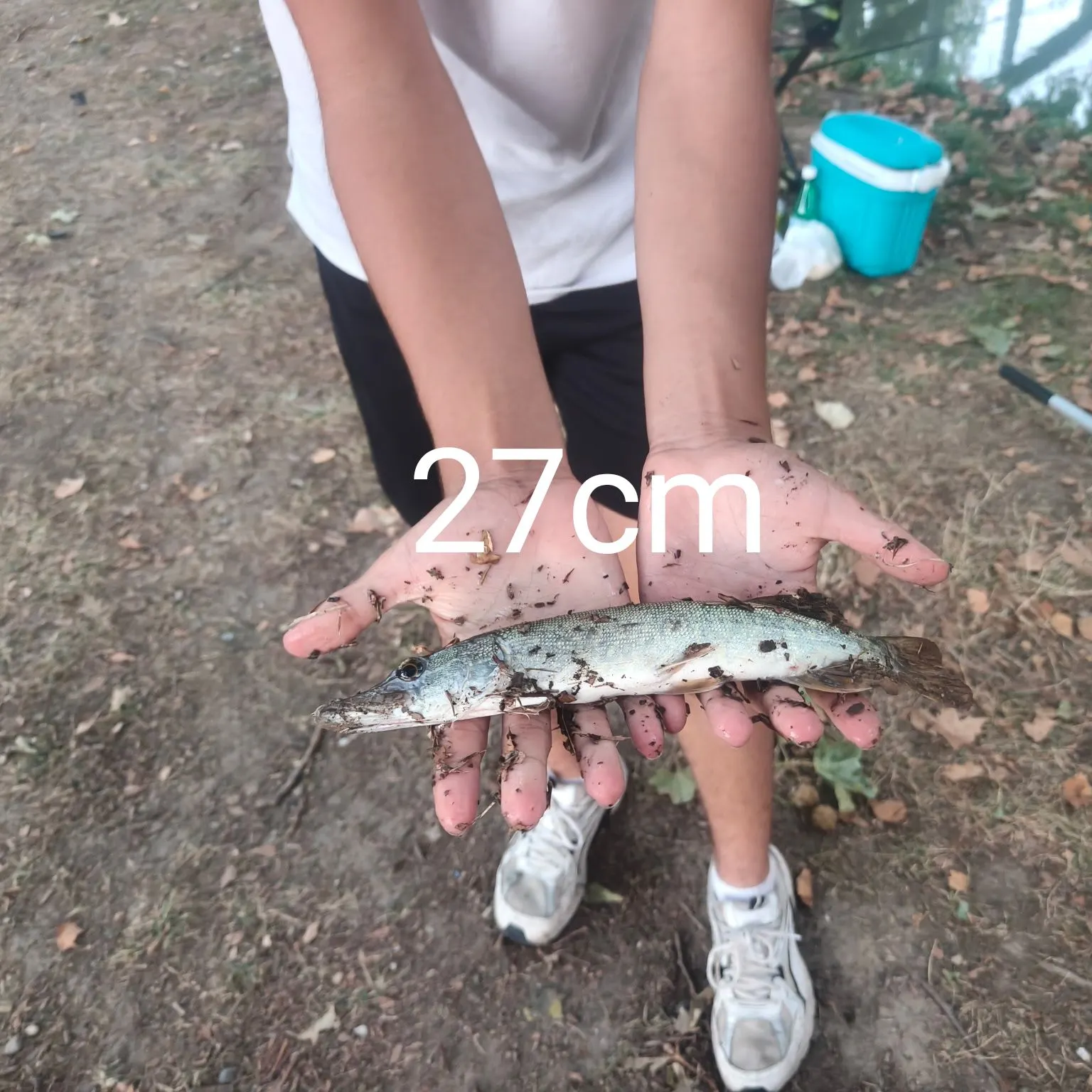 Northern pike caught on Fishbrain