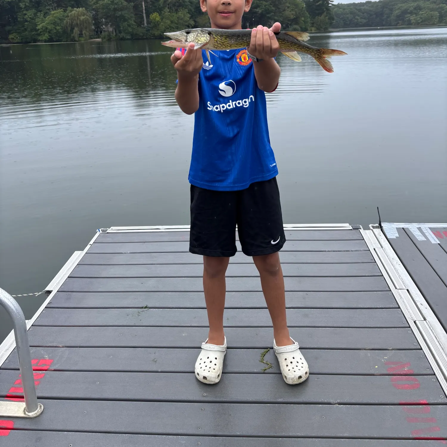 Chain pickerel caught on Fishbrain