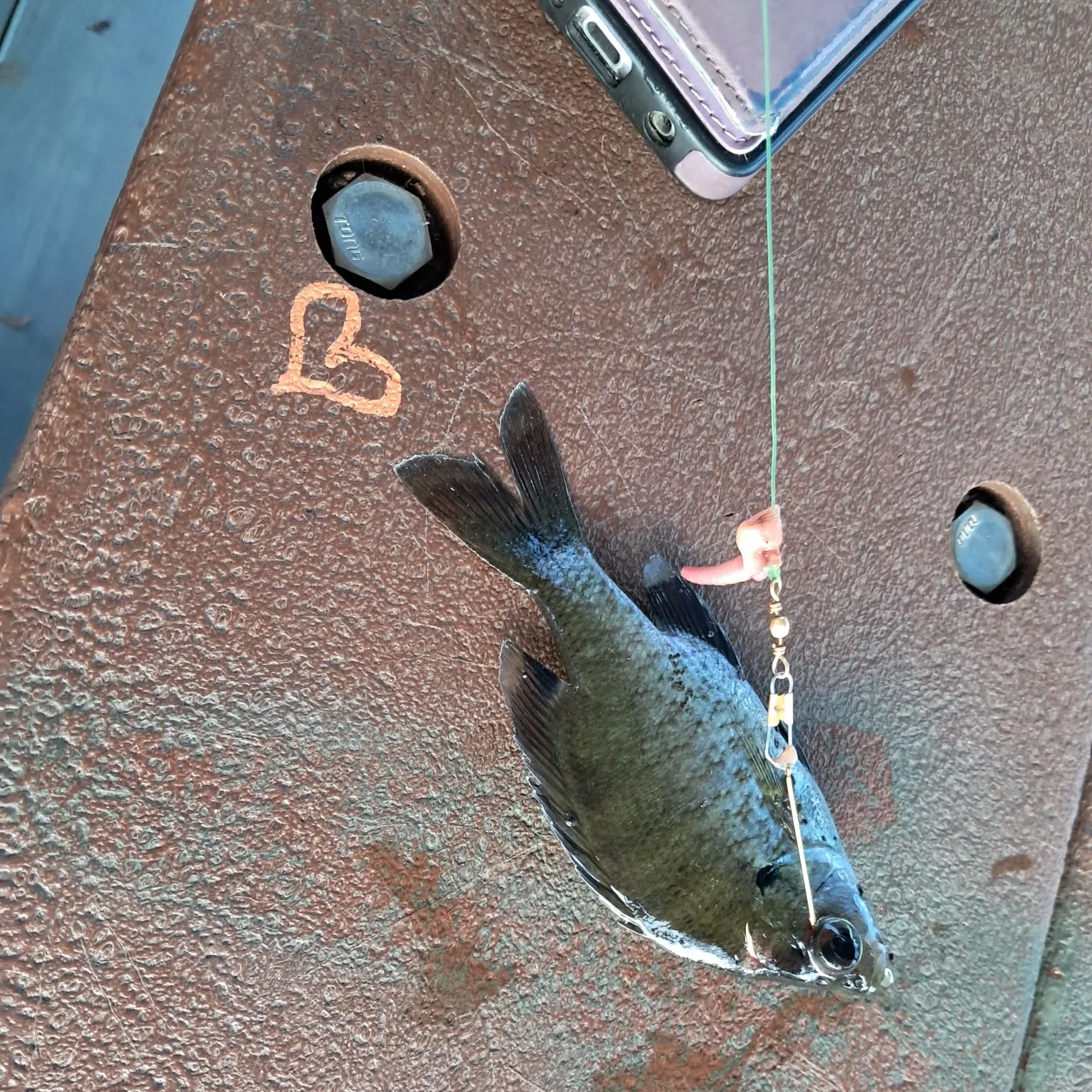 recently logged catches