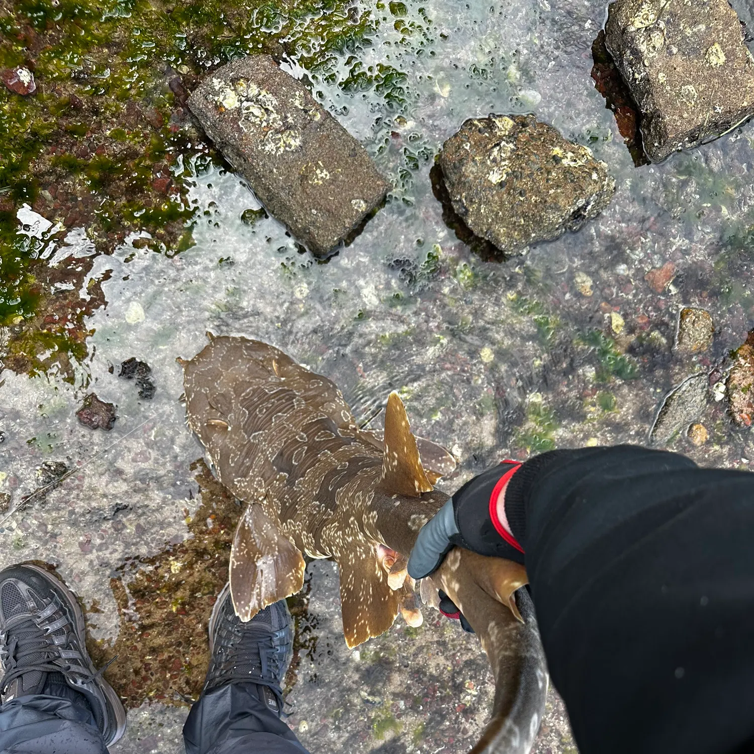 The most recent Spotted wobbegong catches on Fishbrain