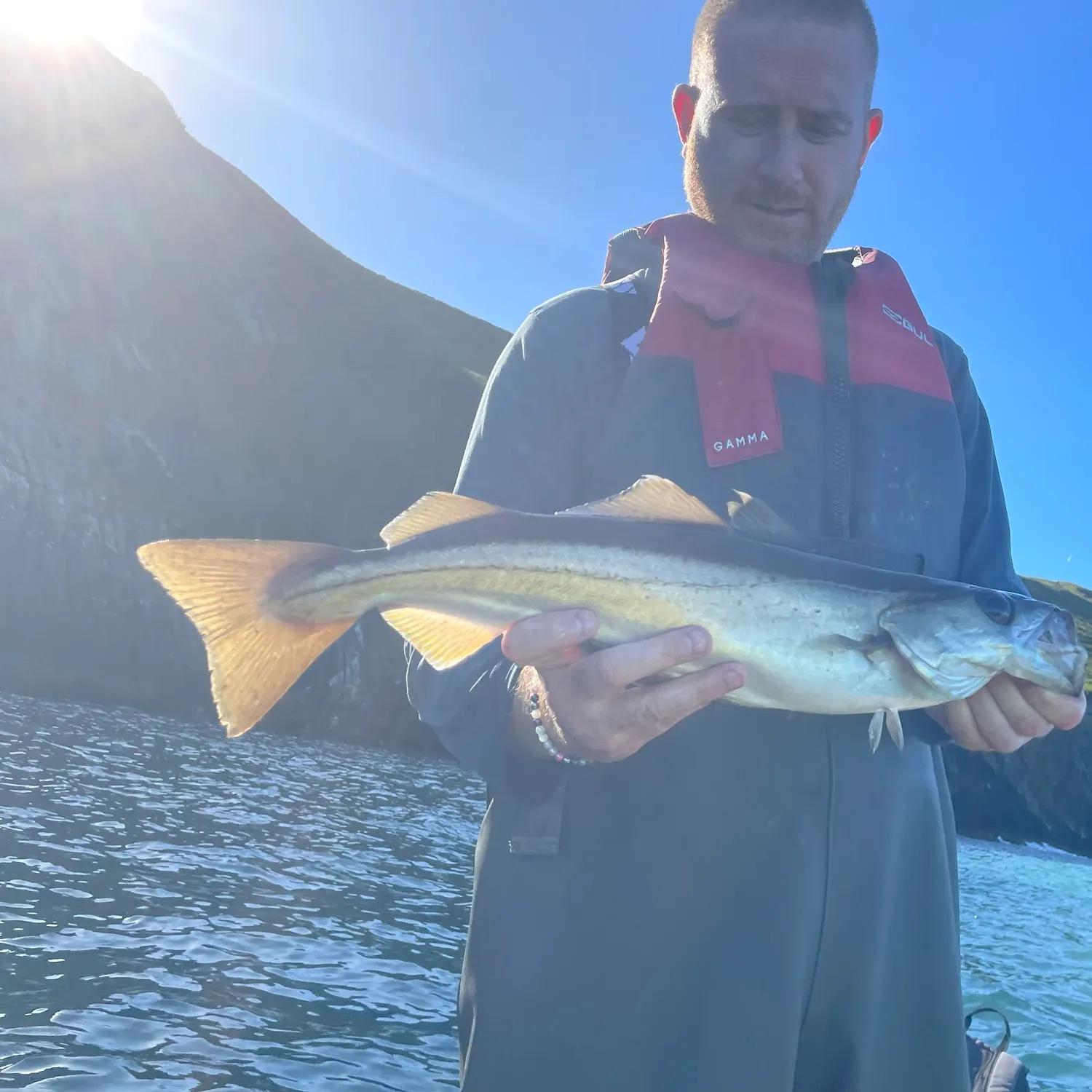 Pollack caught on Fishbrain