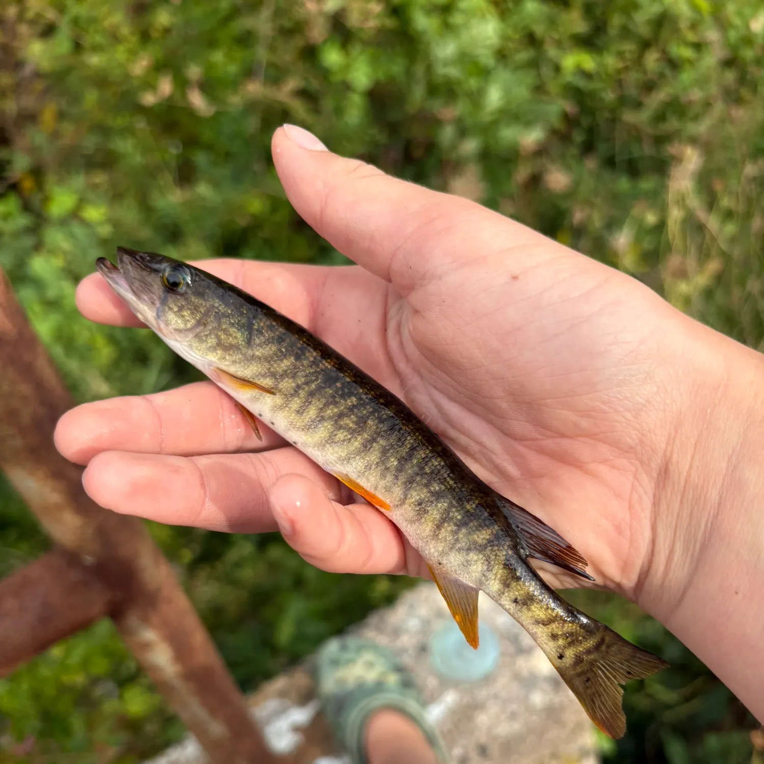 The most recent Redfin pickerel catches on Fishbrain