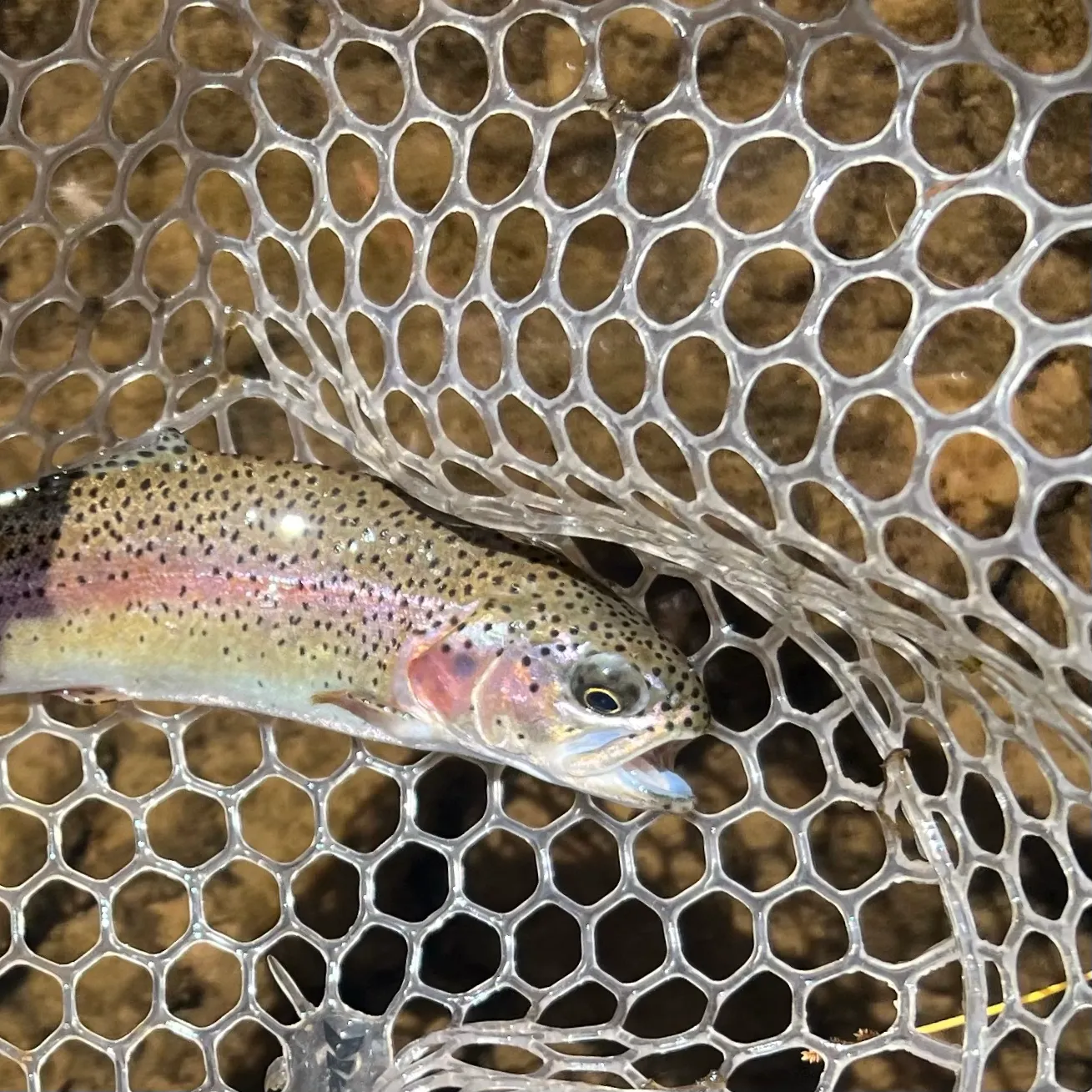 Rainbow trout caught on Fishbrain