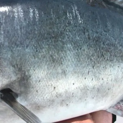 The most recent Giant trevally catches on Fishbrain