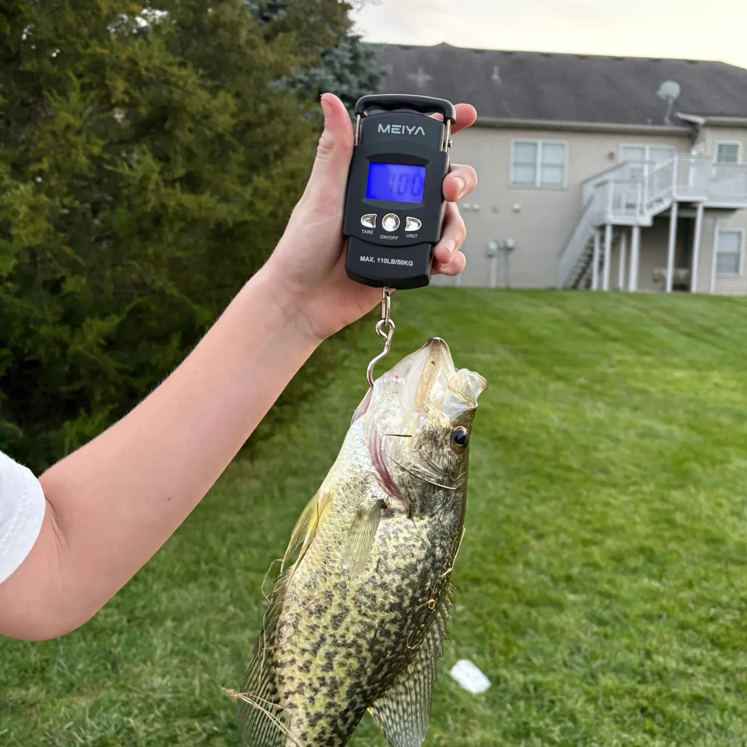 Black crappie caught on Fishbrain