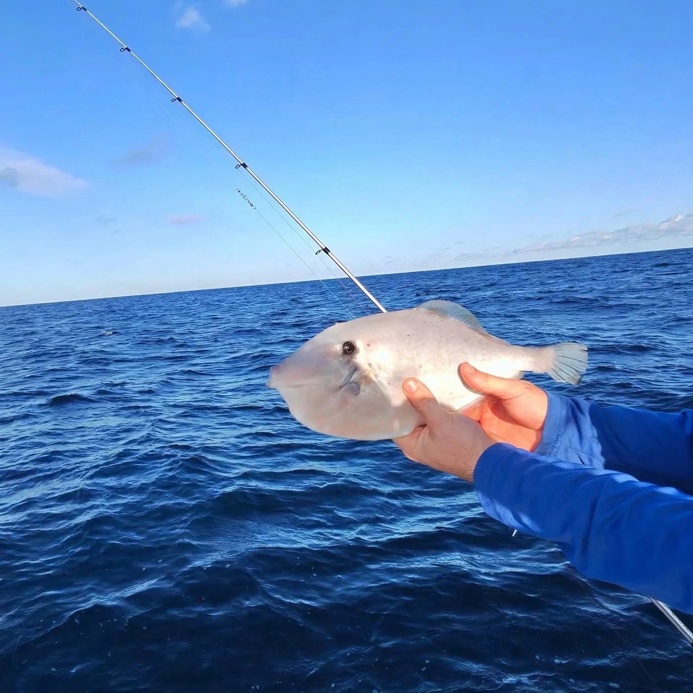 The most recent Unicorn leatherjacket filefish catches on Fishbrain