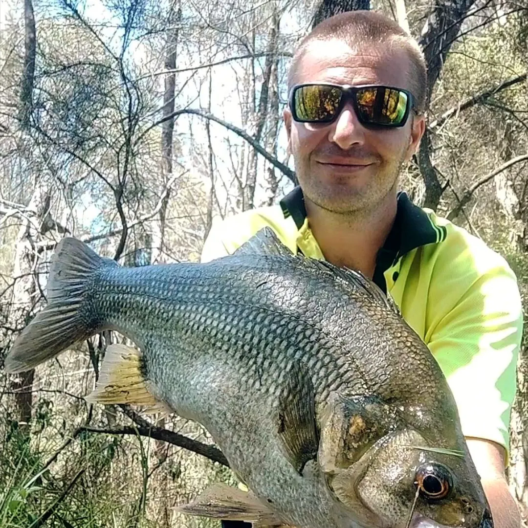 The most recent Australian bass catches on Fishbrain