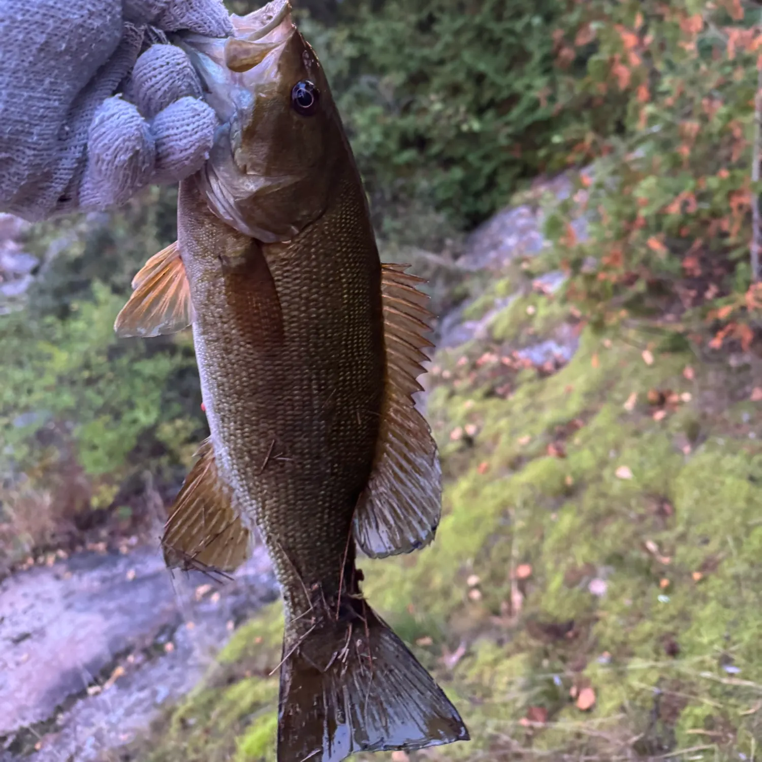 Smallmouth bass caught on Fishbrain