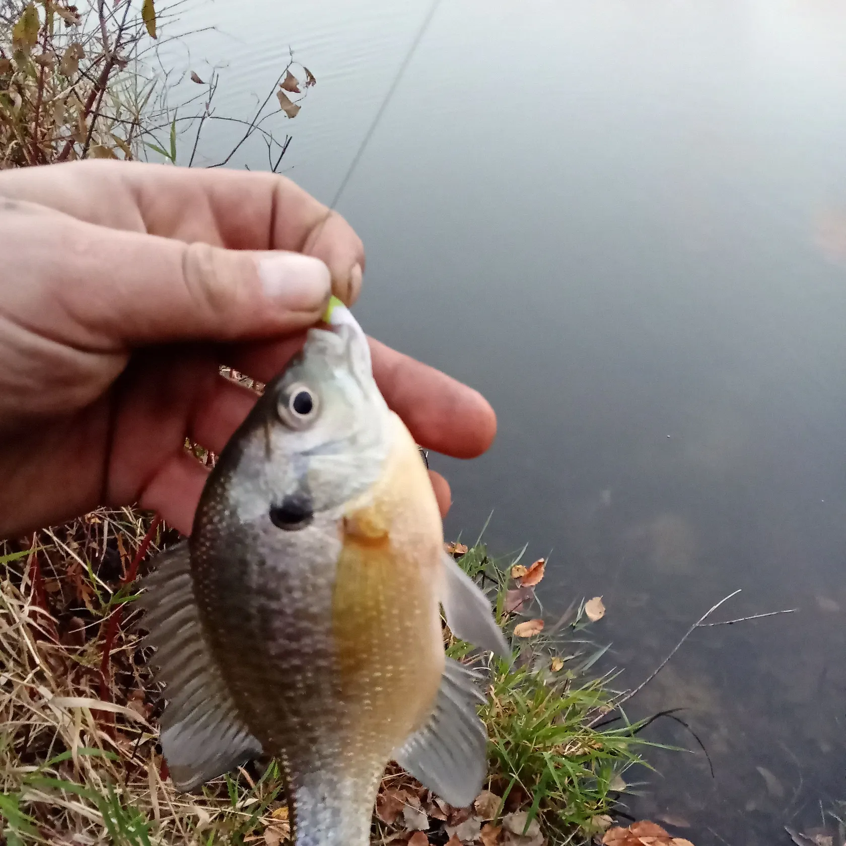 Bluegill caught on Fishbrain