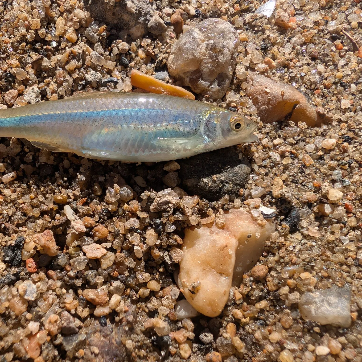 The most recent Spotfin shiner catches on Fishbrain