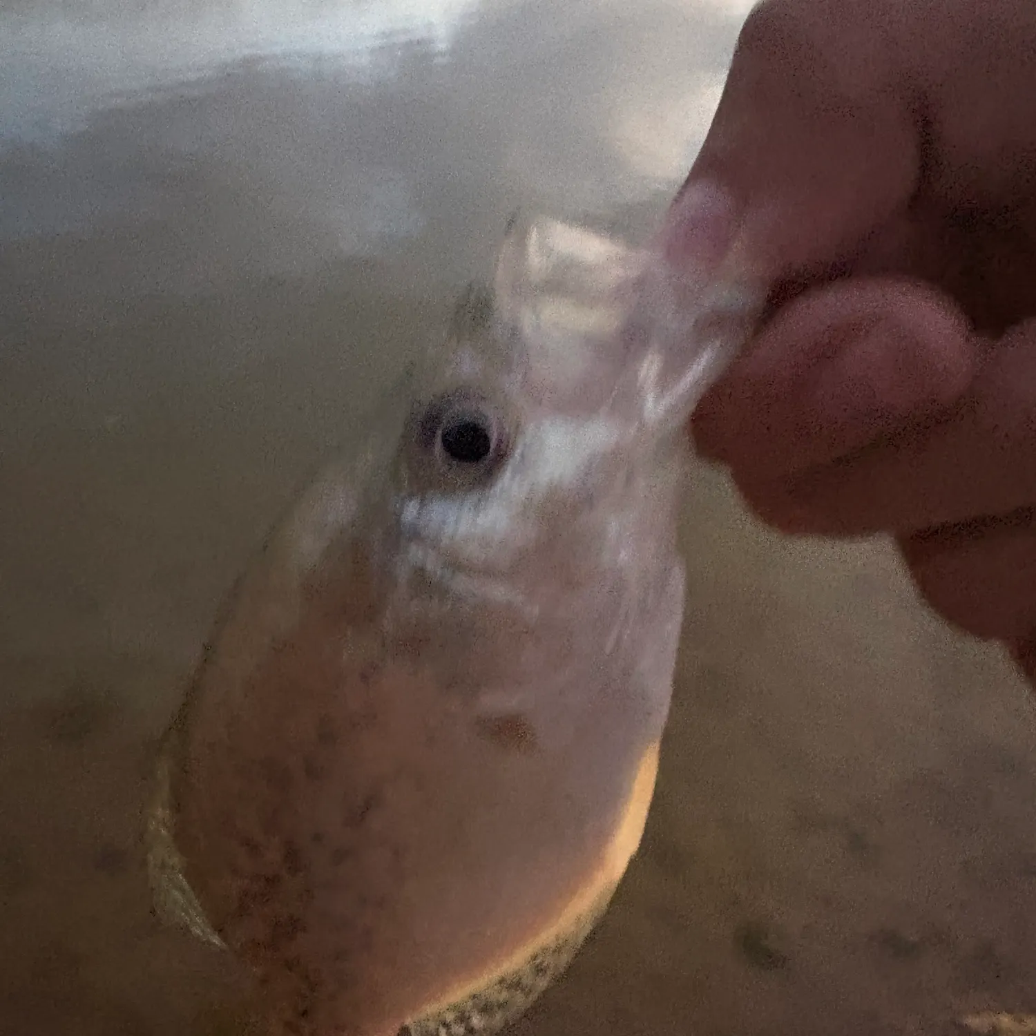 Black crappie caught on Fishbrain