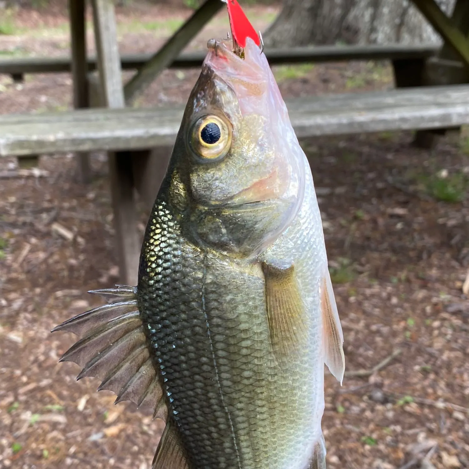 White perch caught on Fishbrain