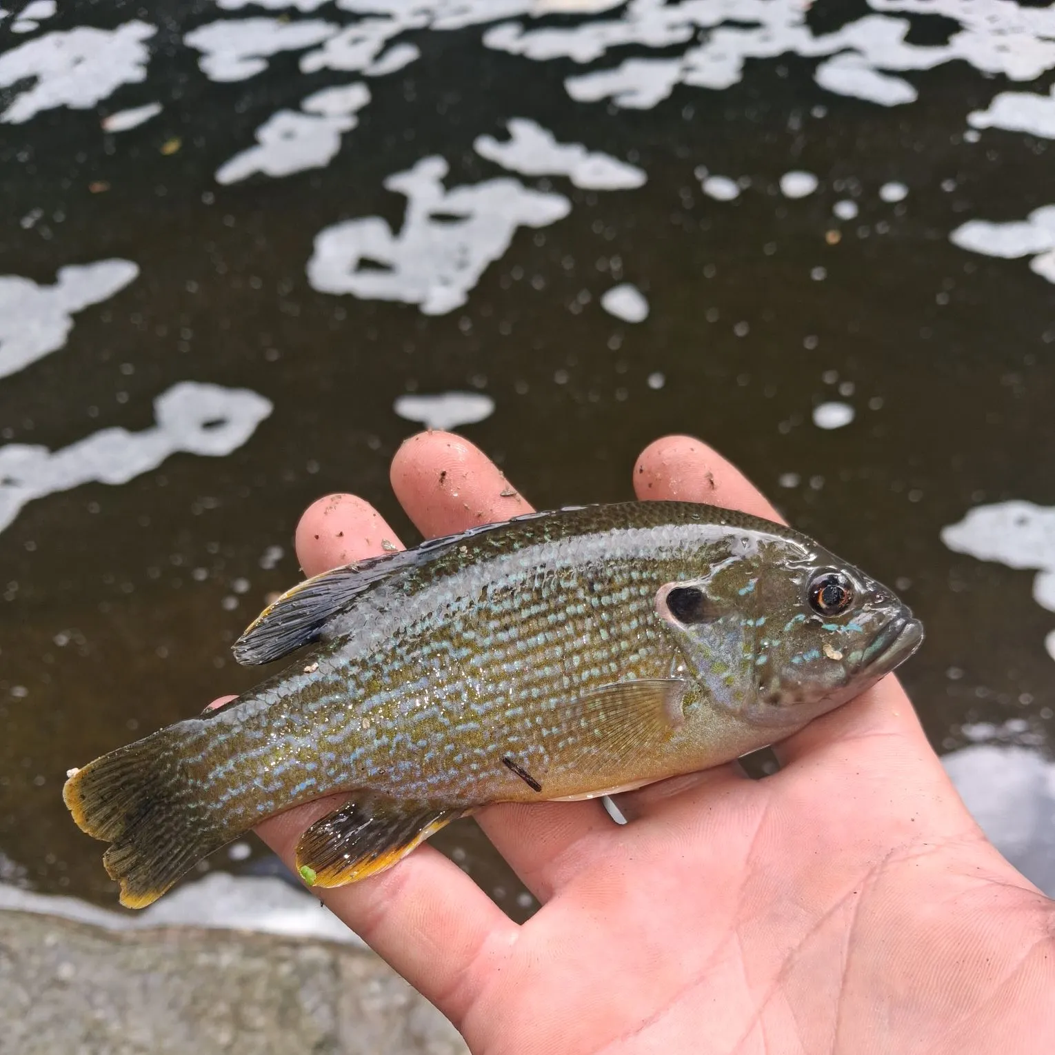 Green sunfish caught on Fishbrain