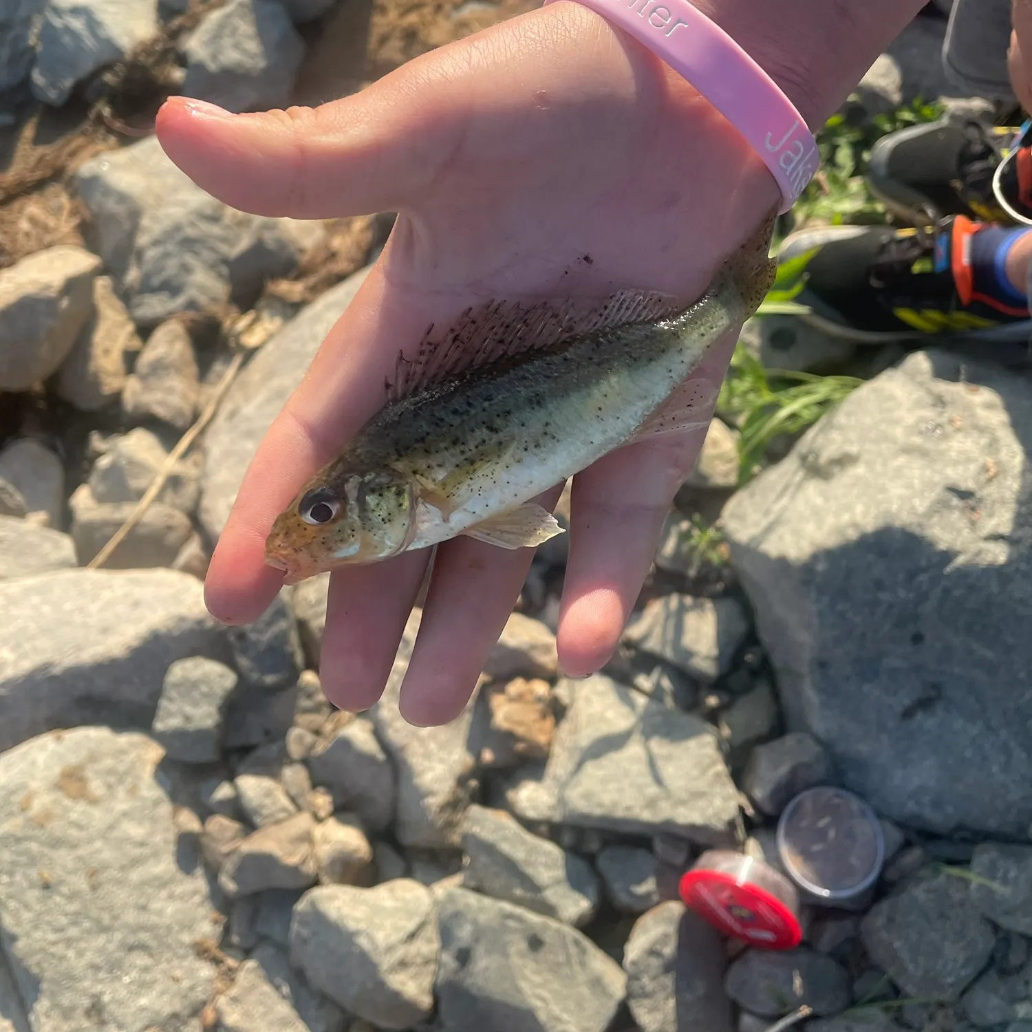 The most recent Ruffe catches on Fishbrain